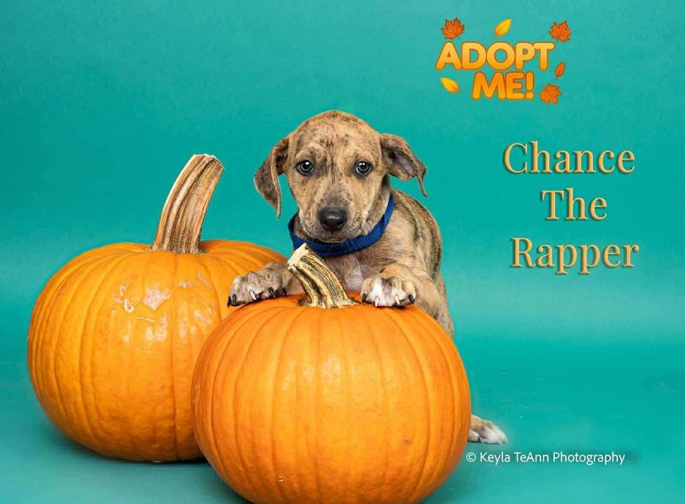 Enlarge Chance the Rapper, a Adoptable mixed breed in Statesboro, GA image 2/6