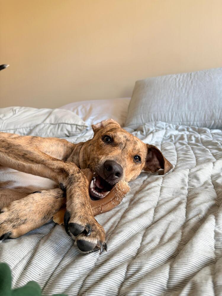 Enlarge Chance the Rapper, a Adoptable mixed breed in Statesboro, GA image 2/6