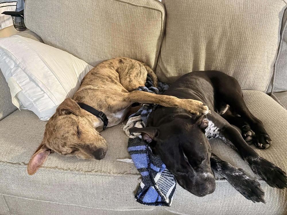 Enlarge Chance the Rapper, a Adoptable mixed breed in Statesboro, GA image 2/6