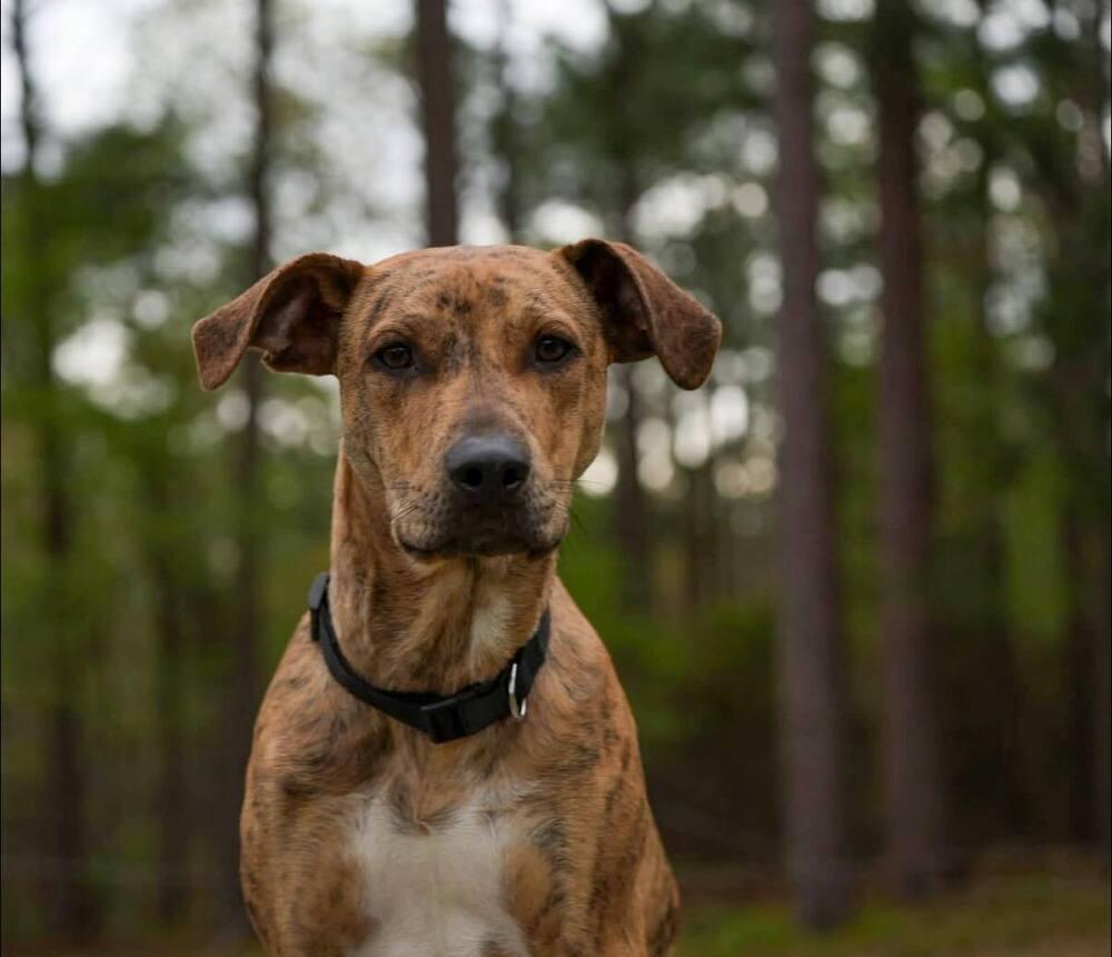 Enlarge Chance the Rapper, a Adoptable mixed breed in Statesboro, GA image 3/6