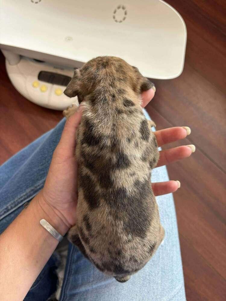 Enlarge Chance the Rapper, a Adoptable mixed breed in Statesboro, GA image 4/6