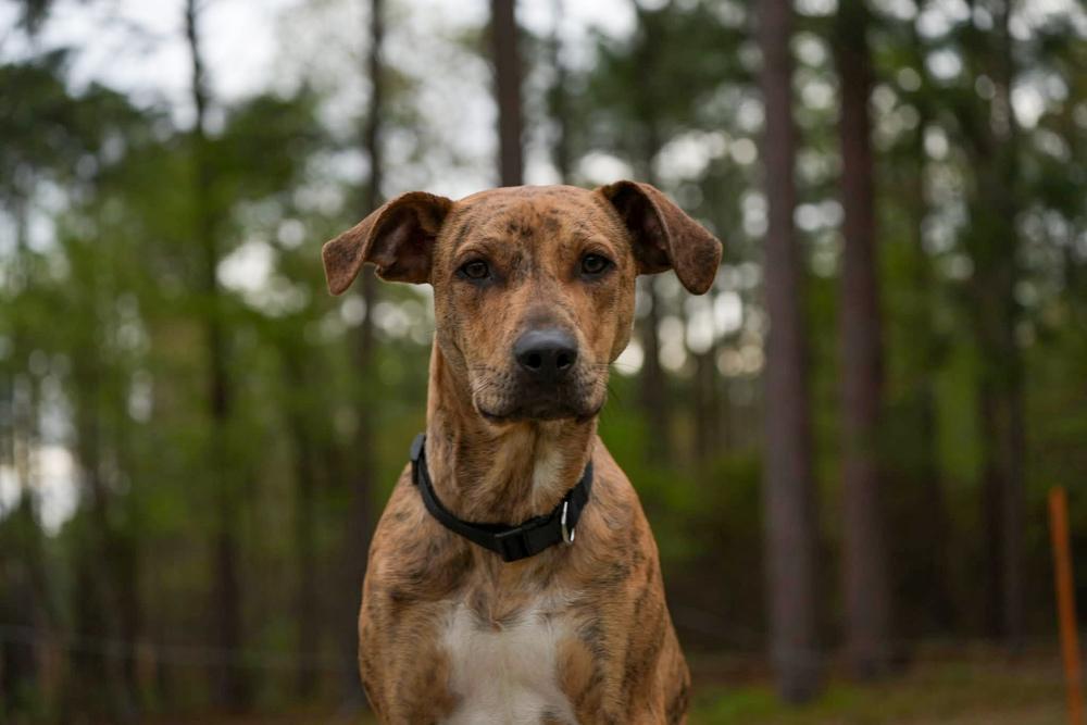 Enlarge Chance the Rapper, a Adoptable mixed breed in Statesboro, GA image 2/6