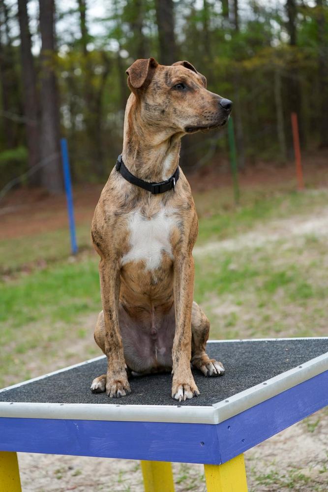Enlarge Chance the Rapper, a Adoptable mixed breed in Statesboro, GA image 3/6