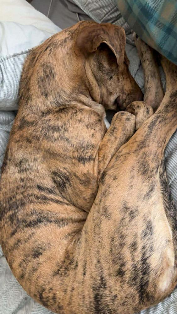 Enlarge Chance the Rapper, a Adoptable mixed breed in Statesboro, GA image 3/6