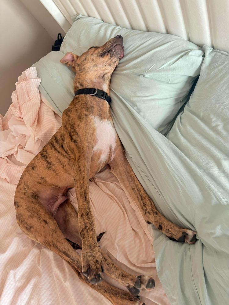 Enlarge Chance the Rapper, a Adoptable mixed breed in Statesboro, GA image 4/6