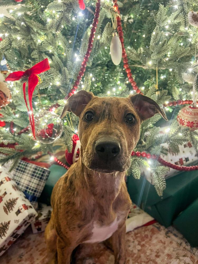 Enlarge Chance the Rapper, a Adoptable mixed breed in Statesboro, GA image 5/6