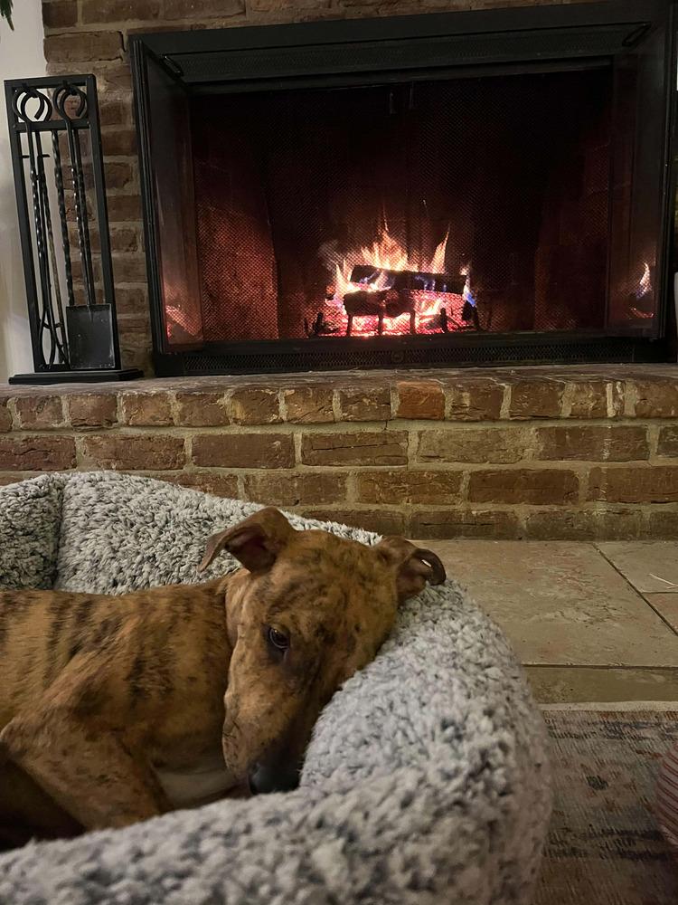 Enlarge Chance the Rapper, a Adoptable mixed breed in Statesboro, GA image 6/6