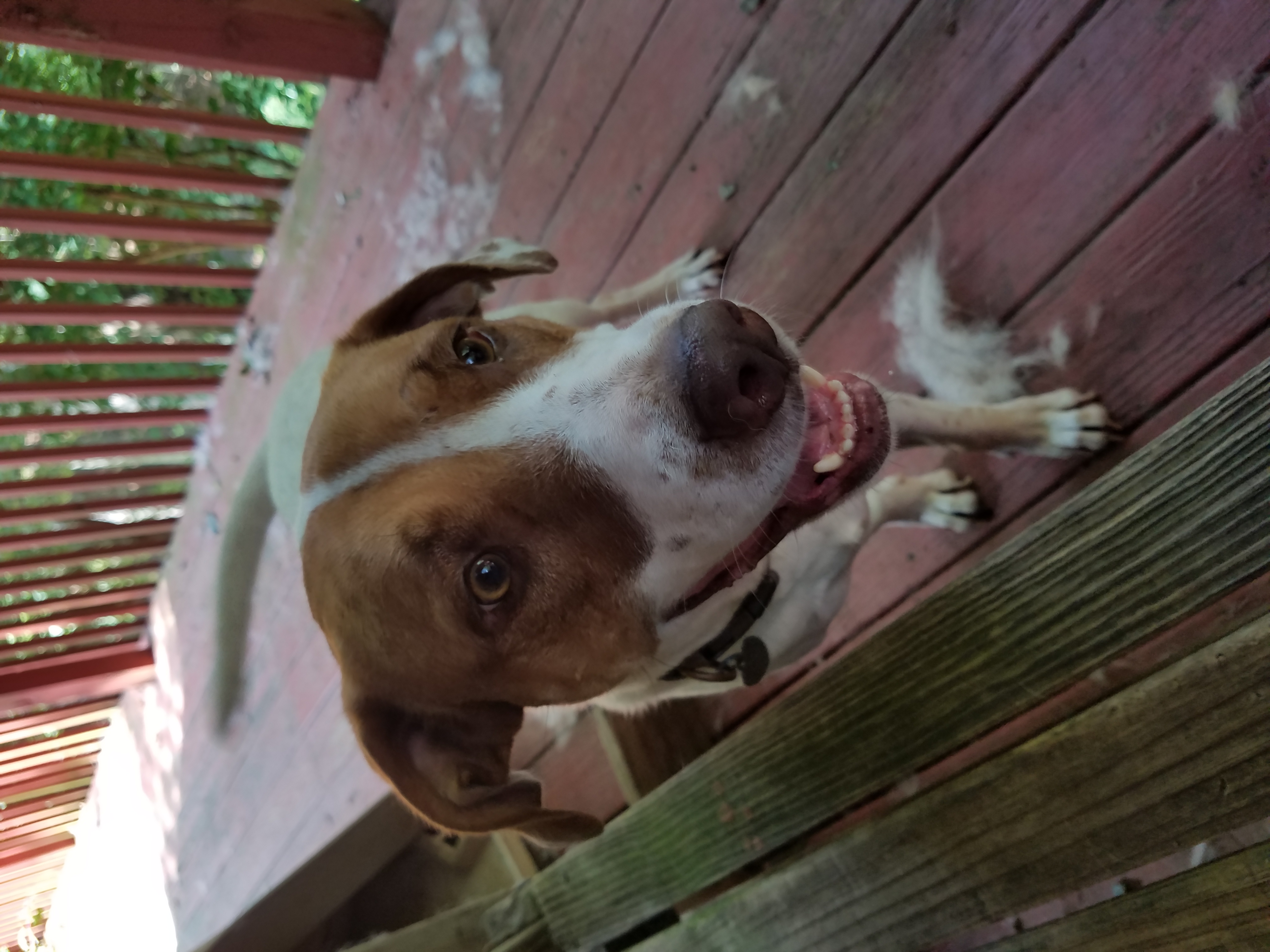 Enlarge Keelee, a Adoptable mixed breed in Ellijay, GA image 2/6