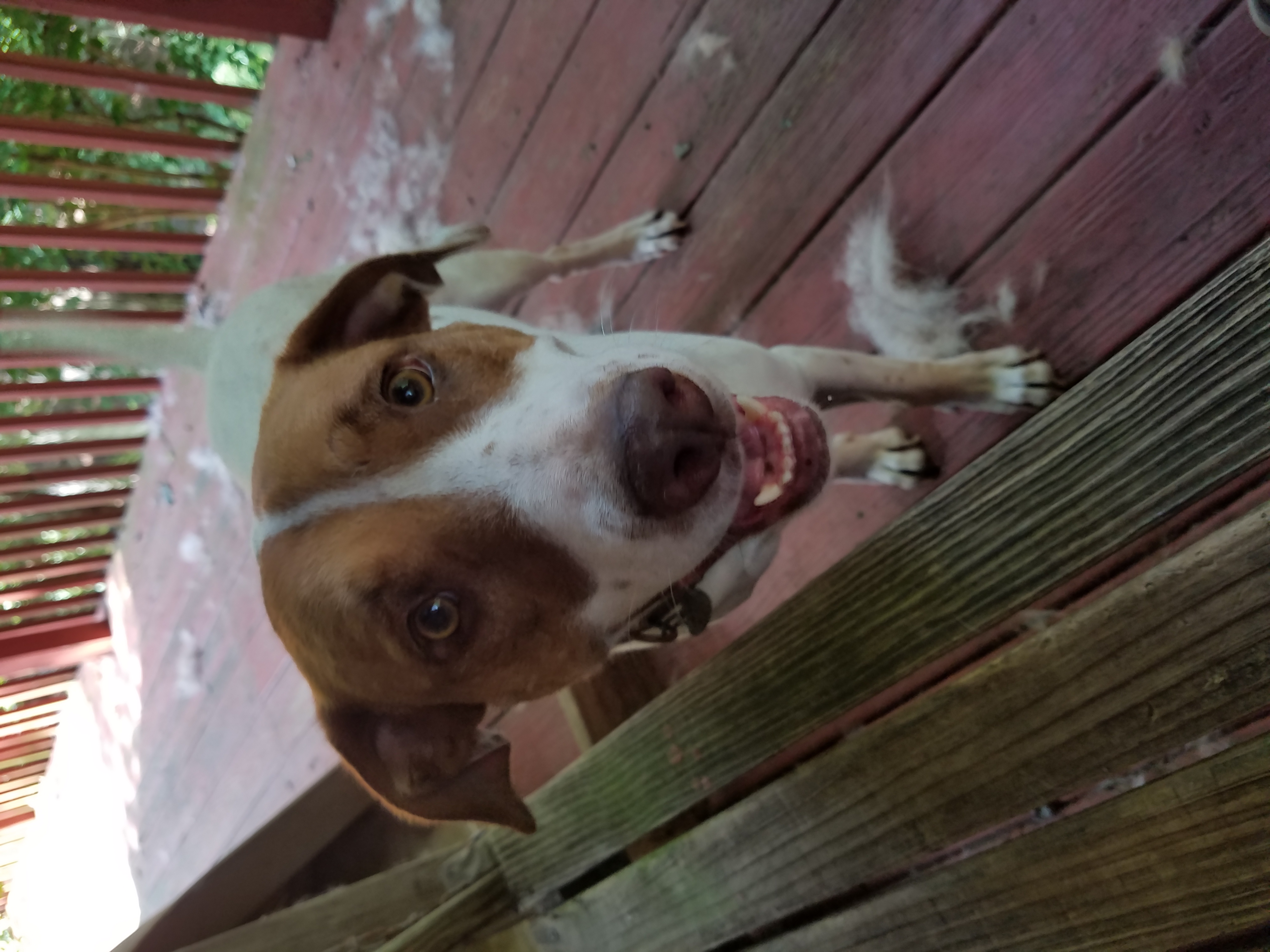 Enlarge Keelee, a Adoptable mixed breed in Ellijay, GA image 3/6