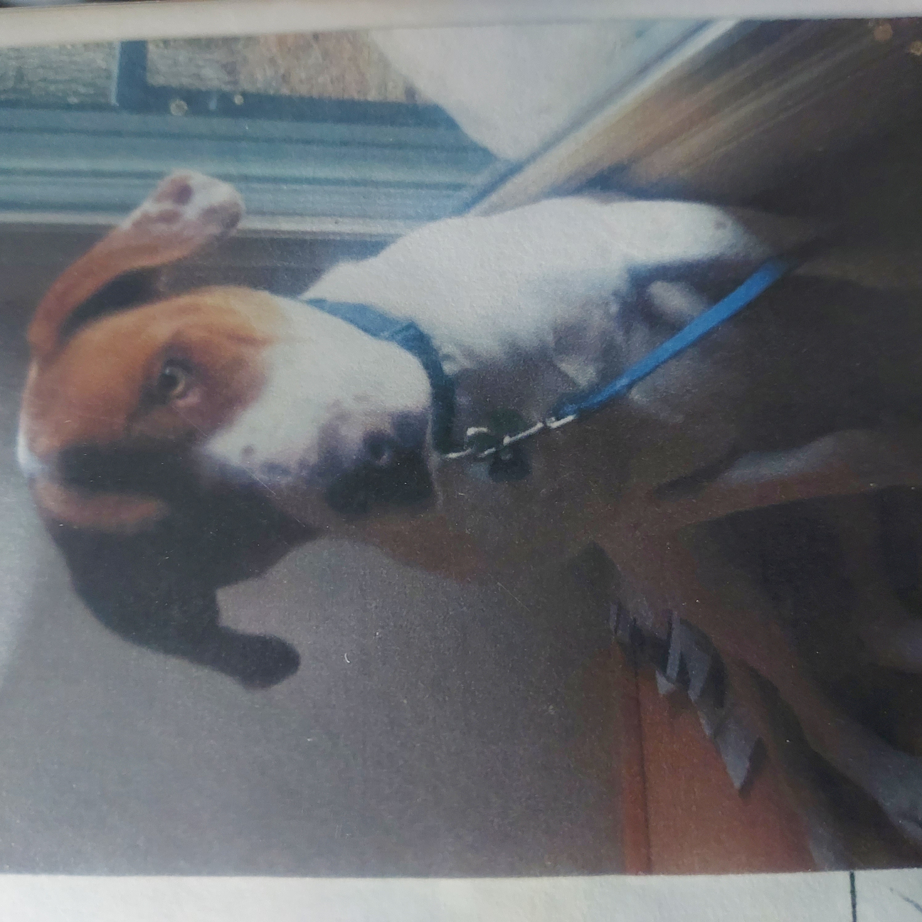 Keelee, Adoptable, Senior Female English Coonhound.