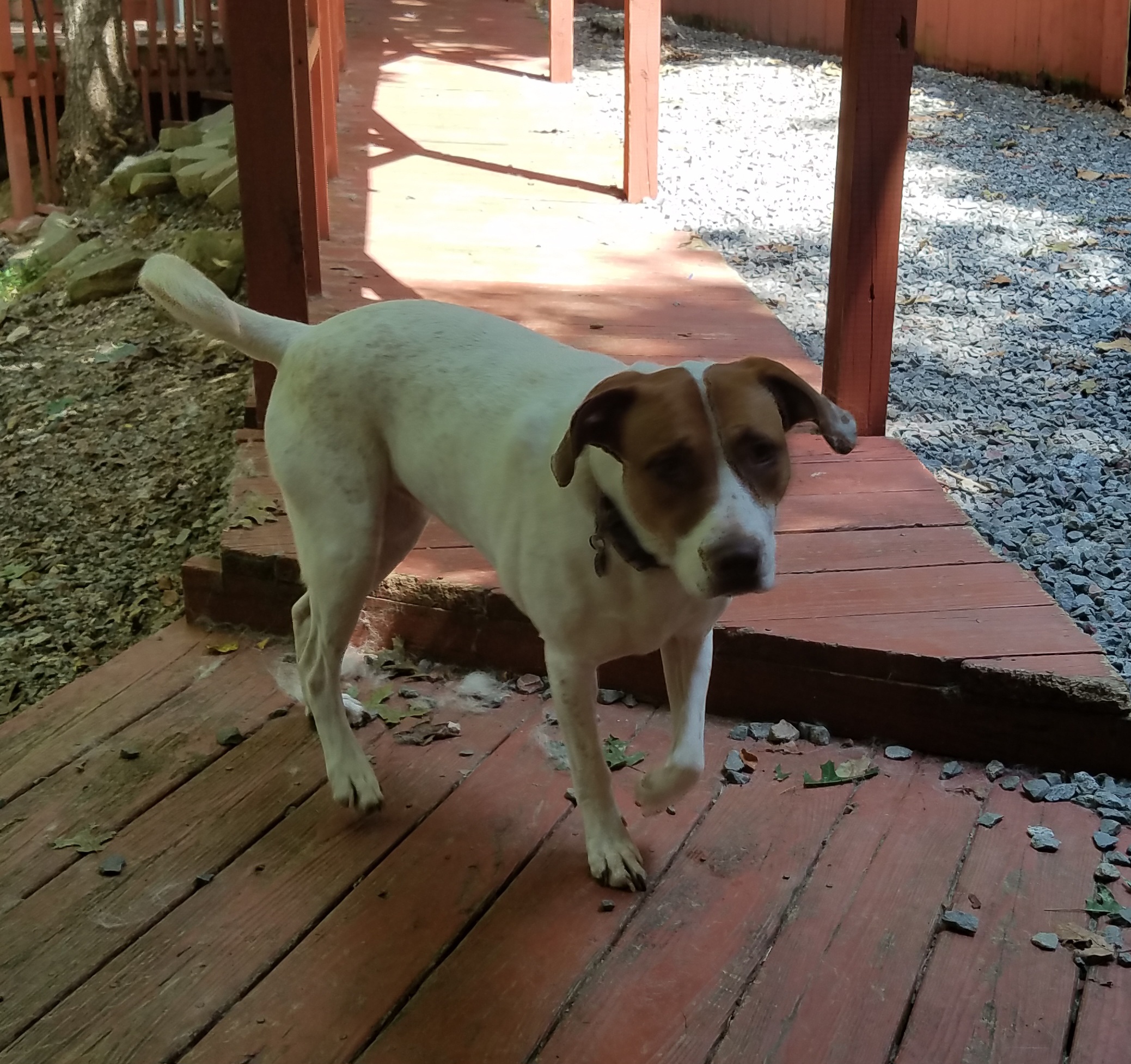 Enlarge Keelee, a Adoptable mixed breed in Ellijay, GA image 4/6