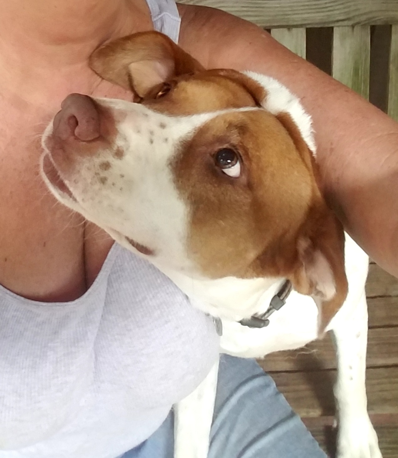 Enlarge Keelee, a Adoptable mixed breed in Ellijay, GA image 6/6