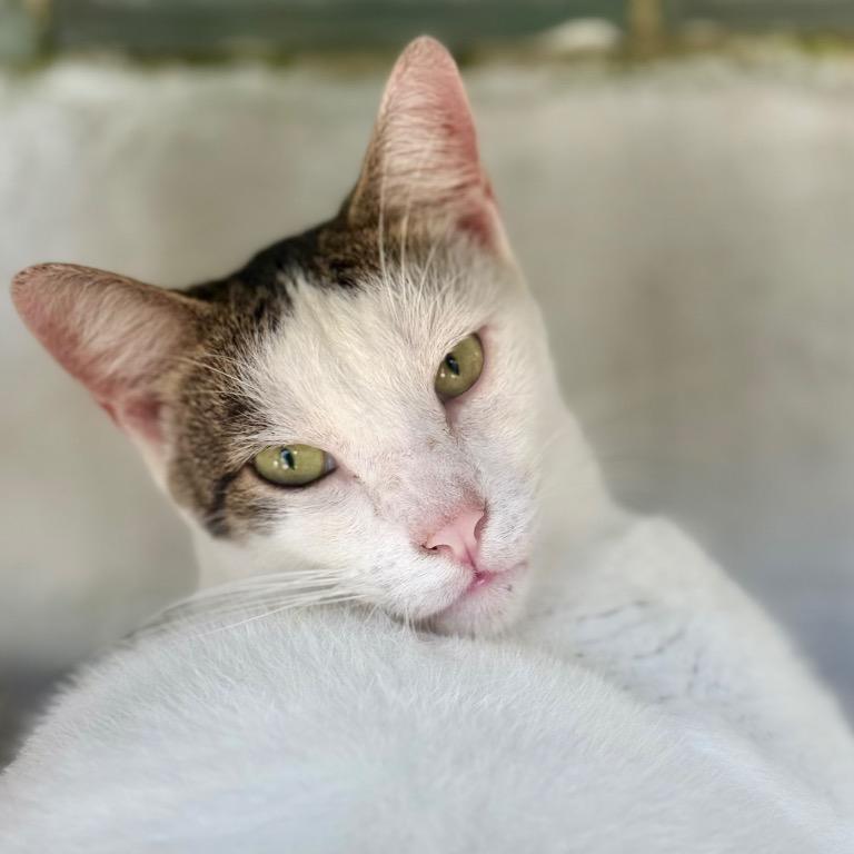 Enlarge Scampi, a Adoptable Domestic Short Hair in Fort Lauderdale, FL image 1/4