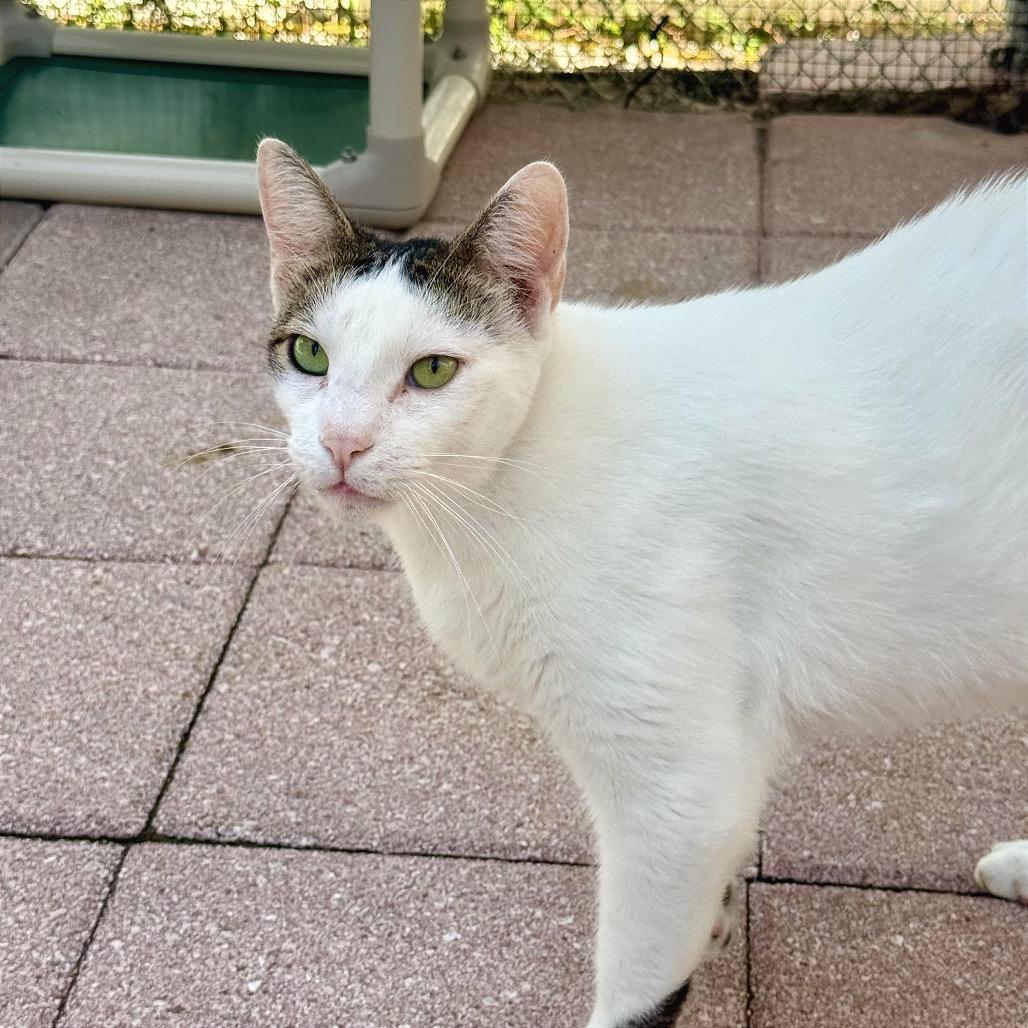 Scampi, a Adoptable Domestic Short Hair in Fort Lauderdale, FL image 2/6