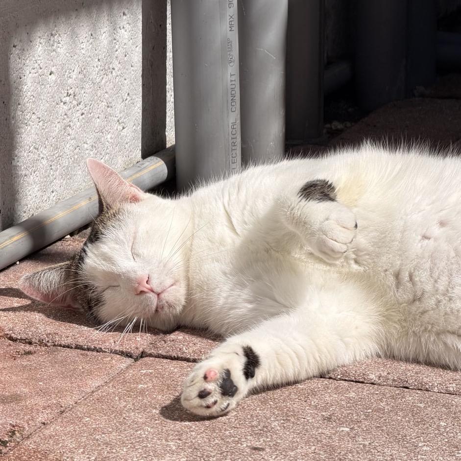 Enlarge Scampi, a Adoptable Domestic Short Hair in Fort Lauderdale, FL image 2/4