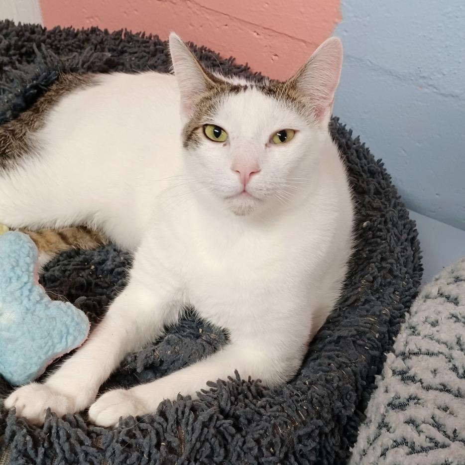 Enlarge Scampi, a Adoptable Domestic Short Hair in Fort Lauderdale, FL image 3/4