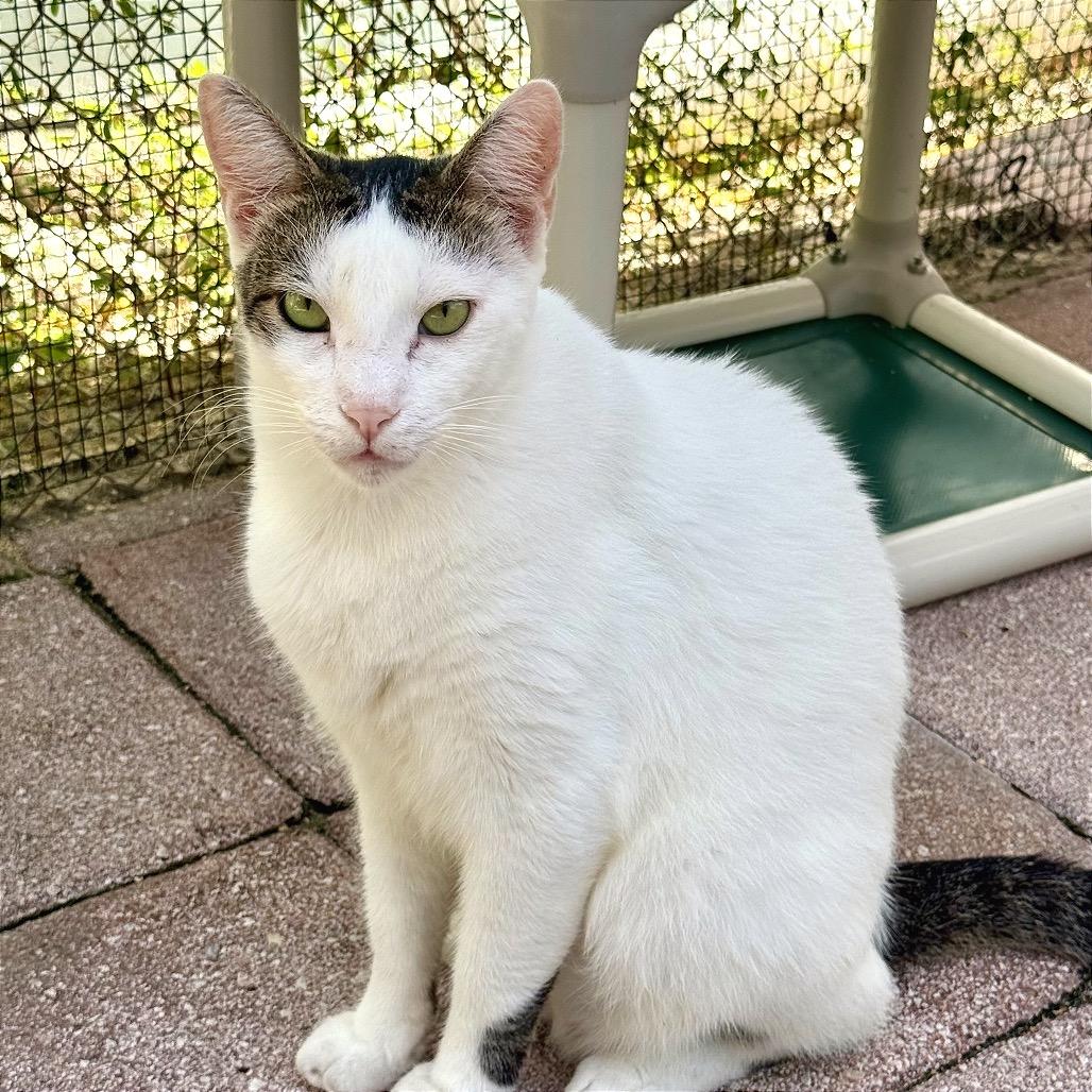 Scampi, a Adoptable Domestic Short Hair in Fort Lauderdale, FL image 5/6