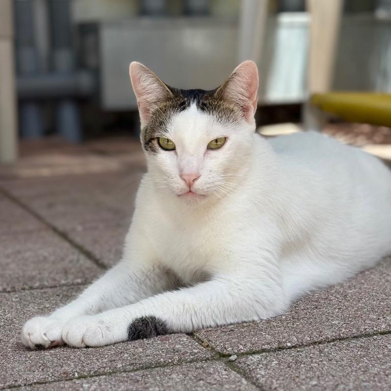 Enlarge Scampi, a Adoptable Domestic Short Hair in Fort Lauderdale, FL image 4/4