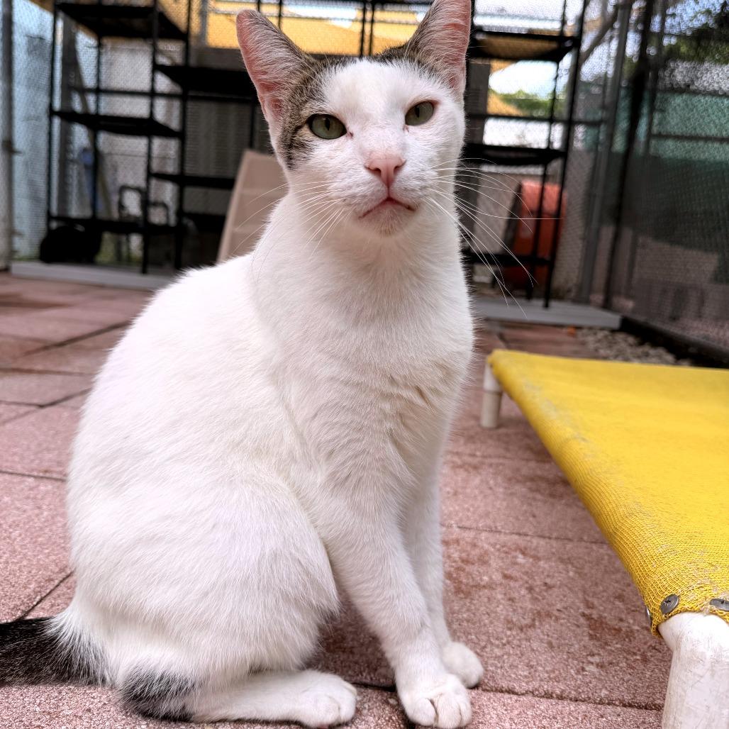 Enlarge Scampi, a Adoptable Domestic Short Hair in Fort Lauderdale, FL image 6/6