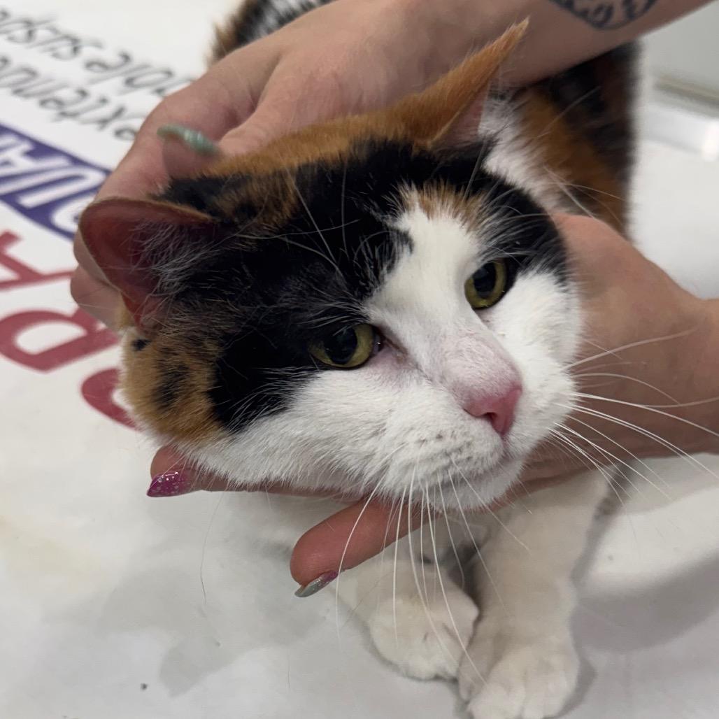 Pumpkin, Adoptable, Senior Female Domestic Short Hair.