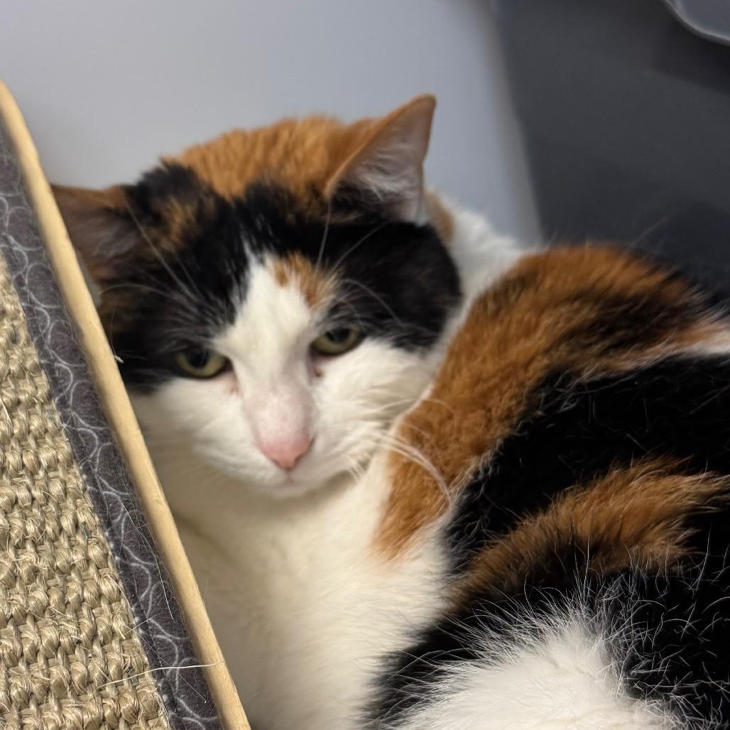 Pumpkin, a Adoptable Domestic Short Hair in Peoria, IL image 2/2