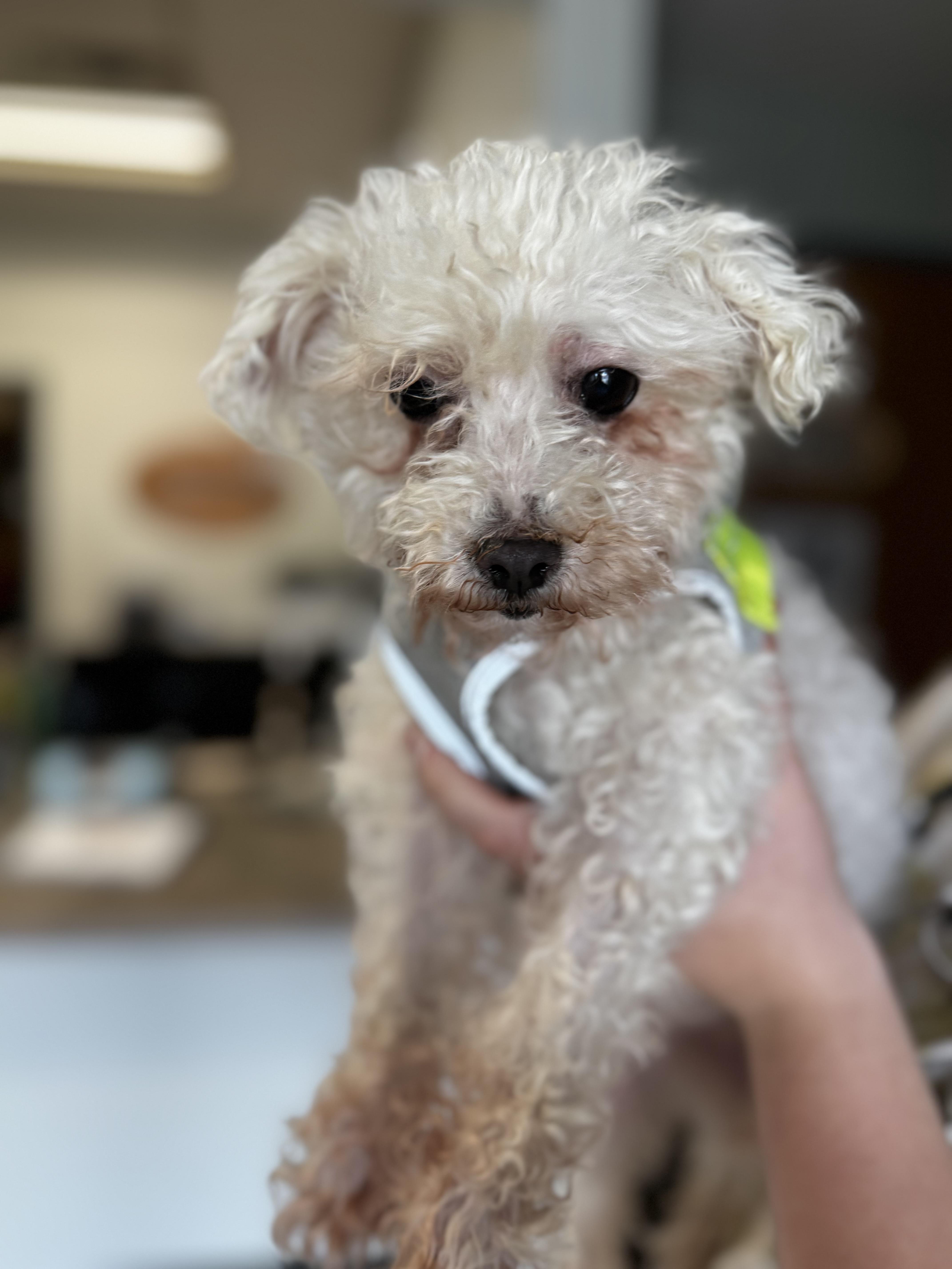 Enlarge Angie, a ADOPTABLE Maltese in Dodgeville, WI image 3/3