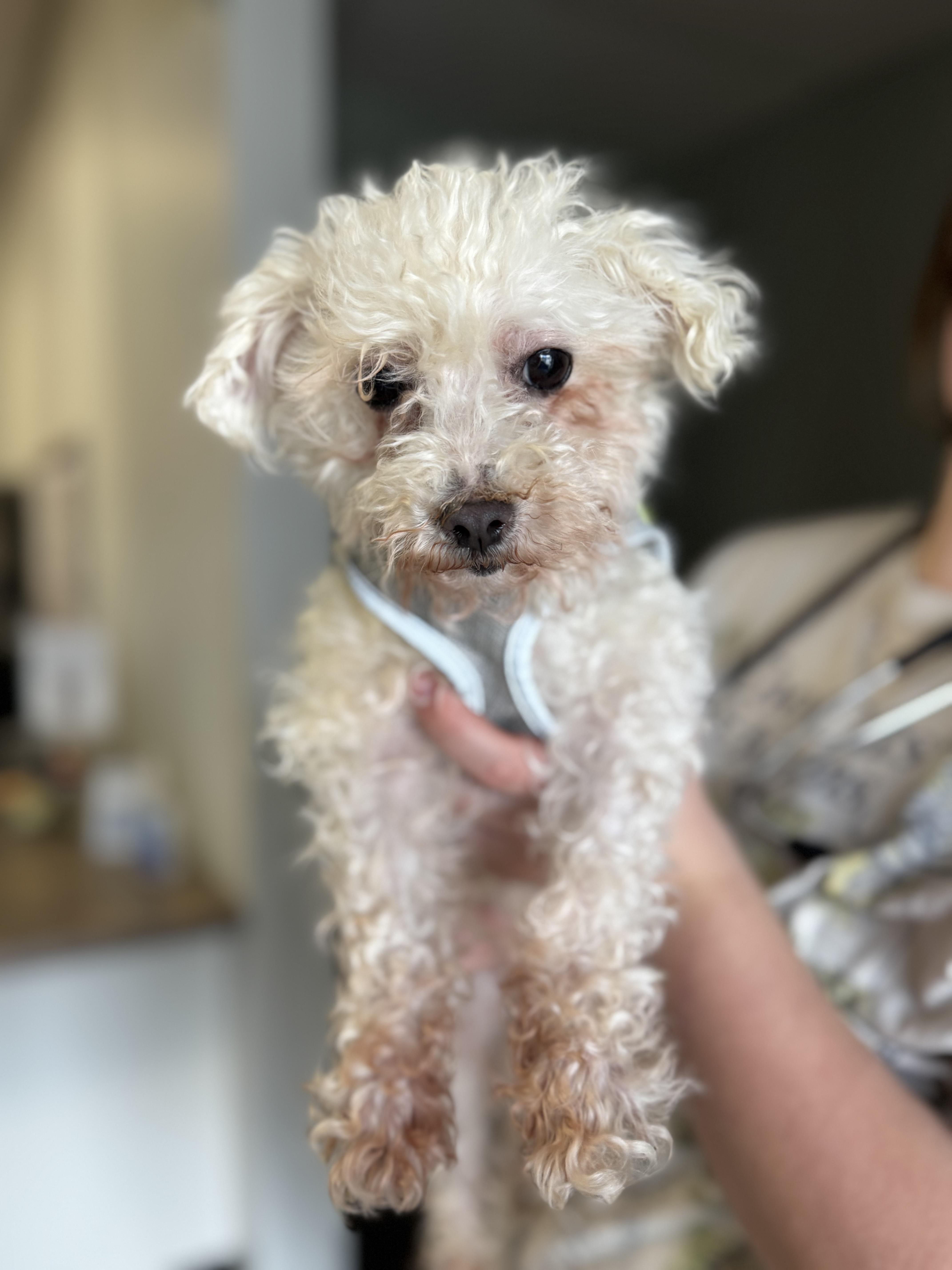 Enlarge Angie, a ADOPTABLE Maltese in Dodgeville, WI image 1/3