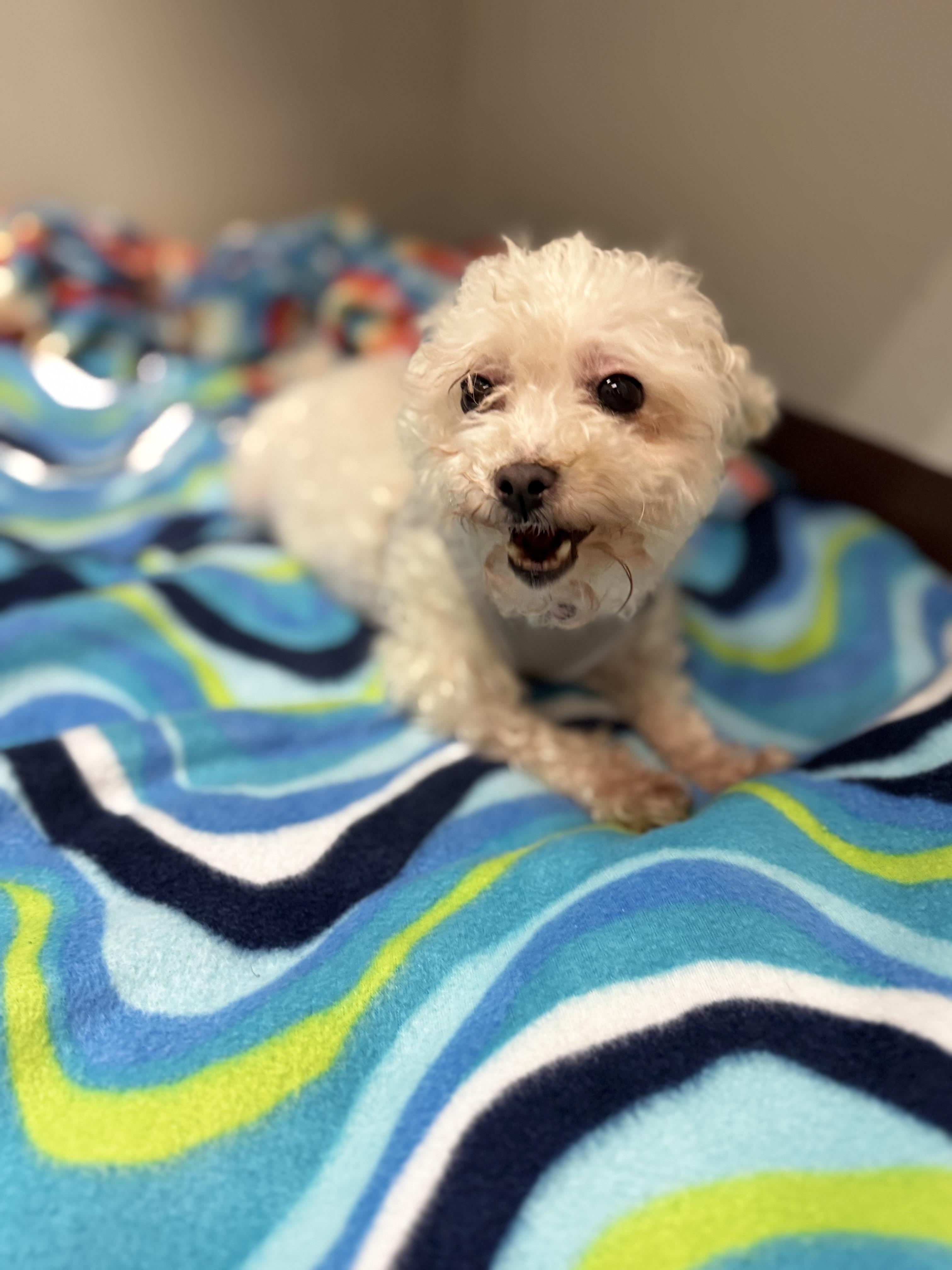 Enlarge Angie, a ADOPTABLE Maltese in Dodgeville, WI image 2/3