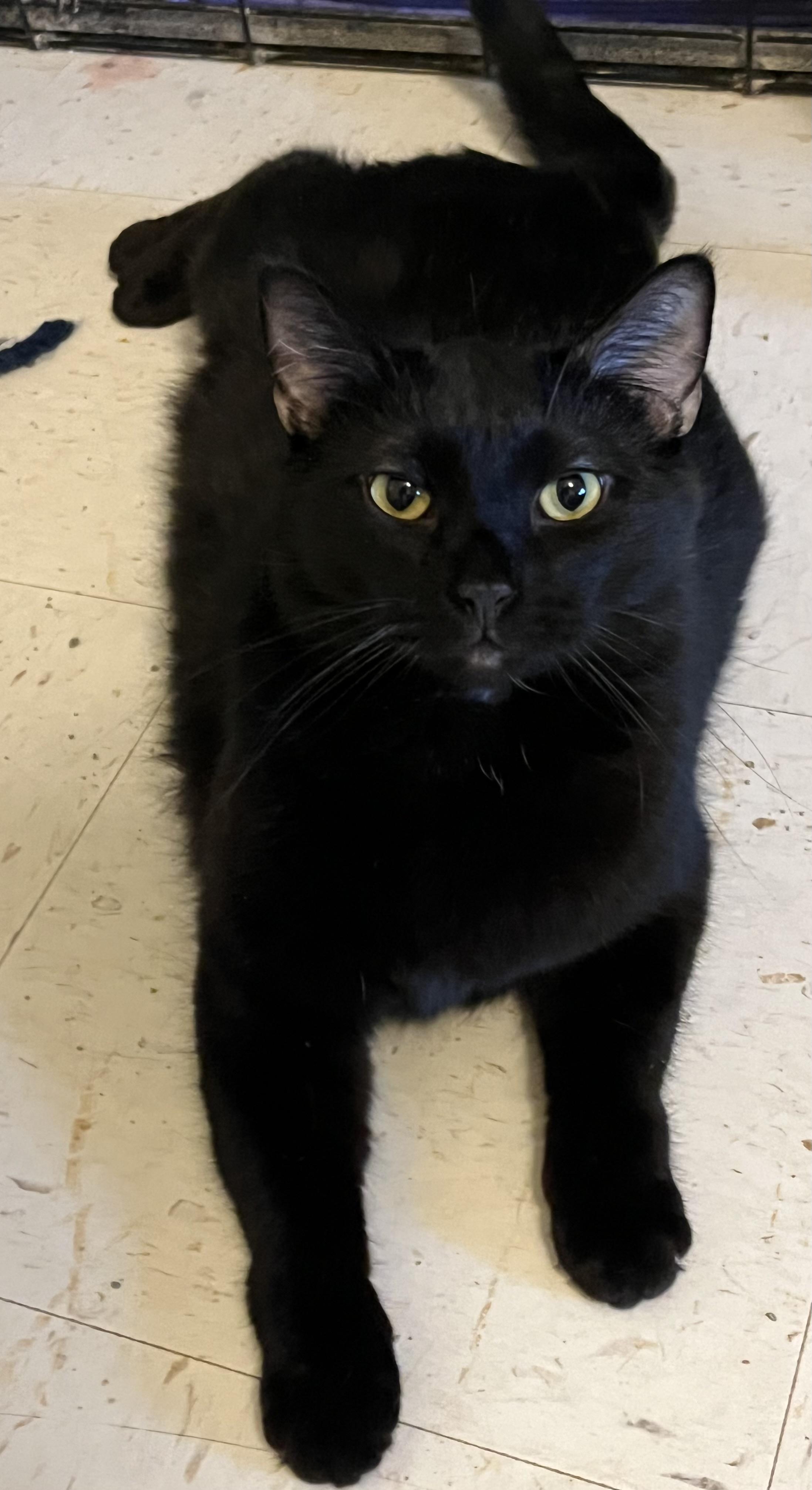 Jinx, Adult Male Domestic Short Hair