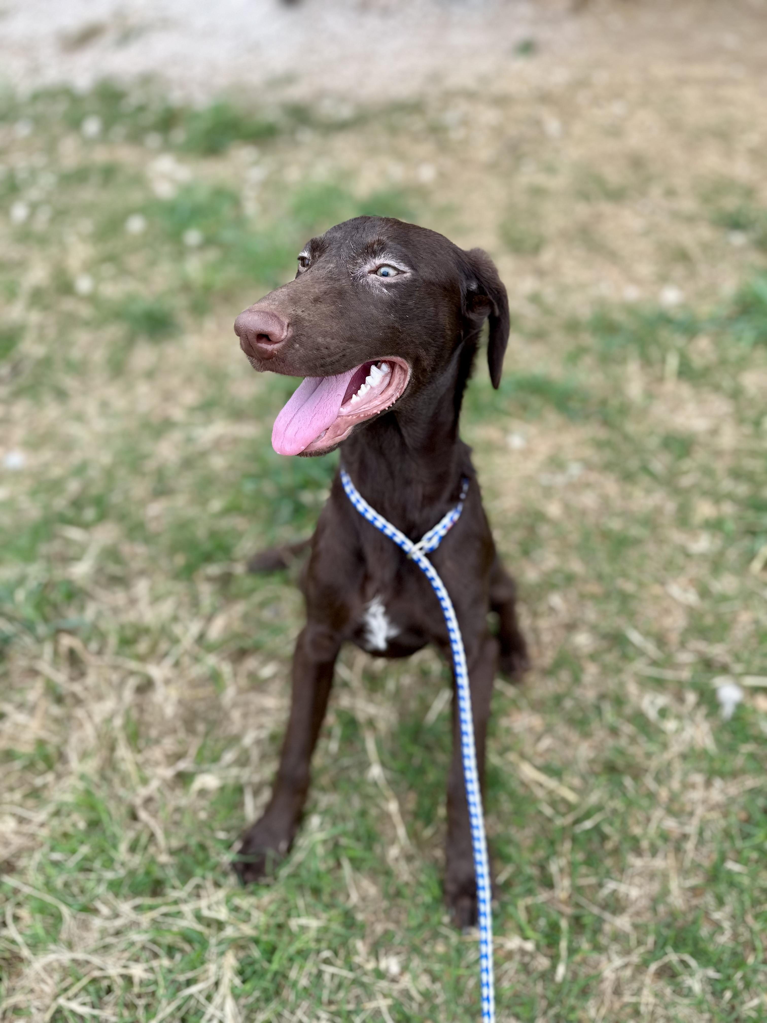 Enlarge Aria and Mia, a Adoptable mixed breed in Seguin, TX image 5/6