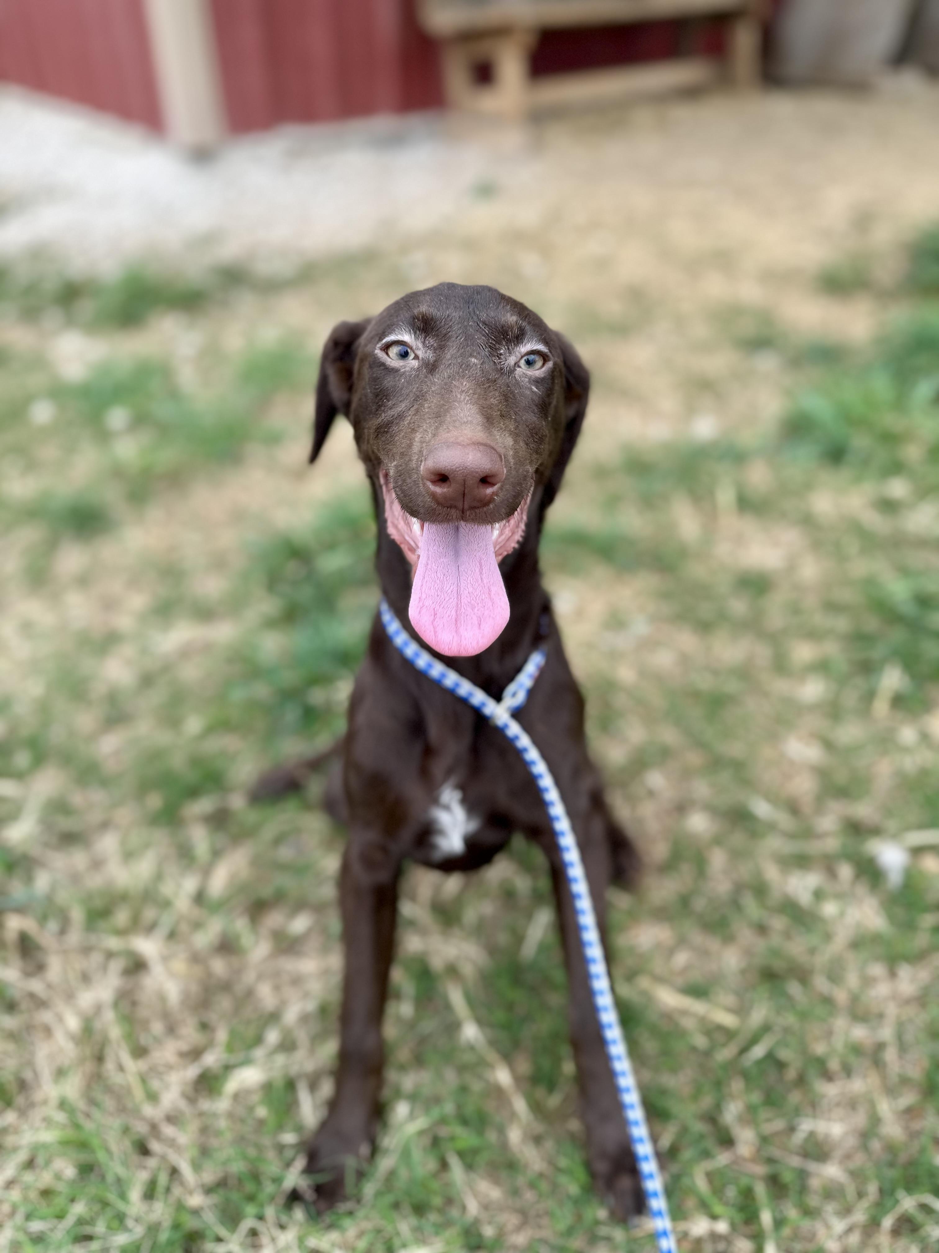 Aria and Mia, Adoptable, Young Female Doberman Pinscher.