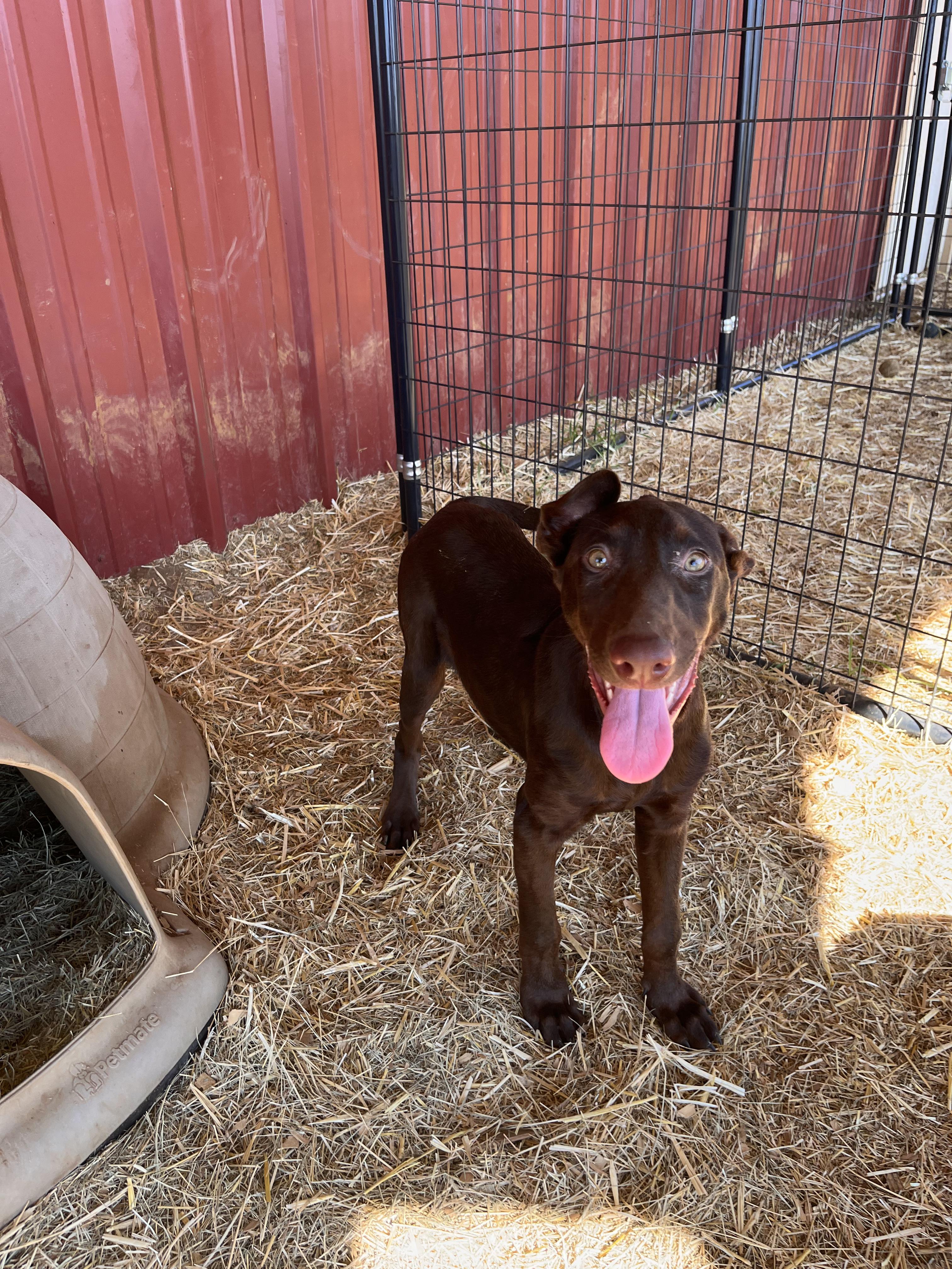 Enlarge Aria and Mia, a Adoptable mixed breed in Seguin, TX image 6/6