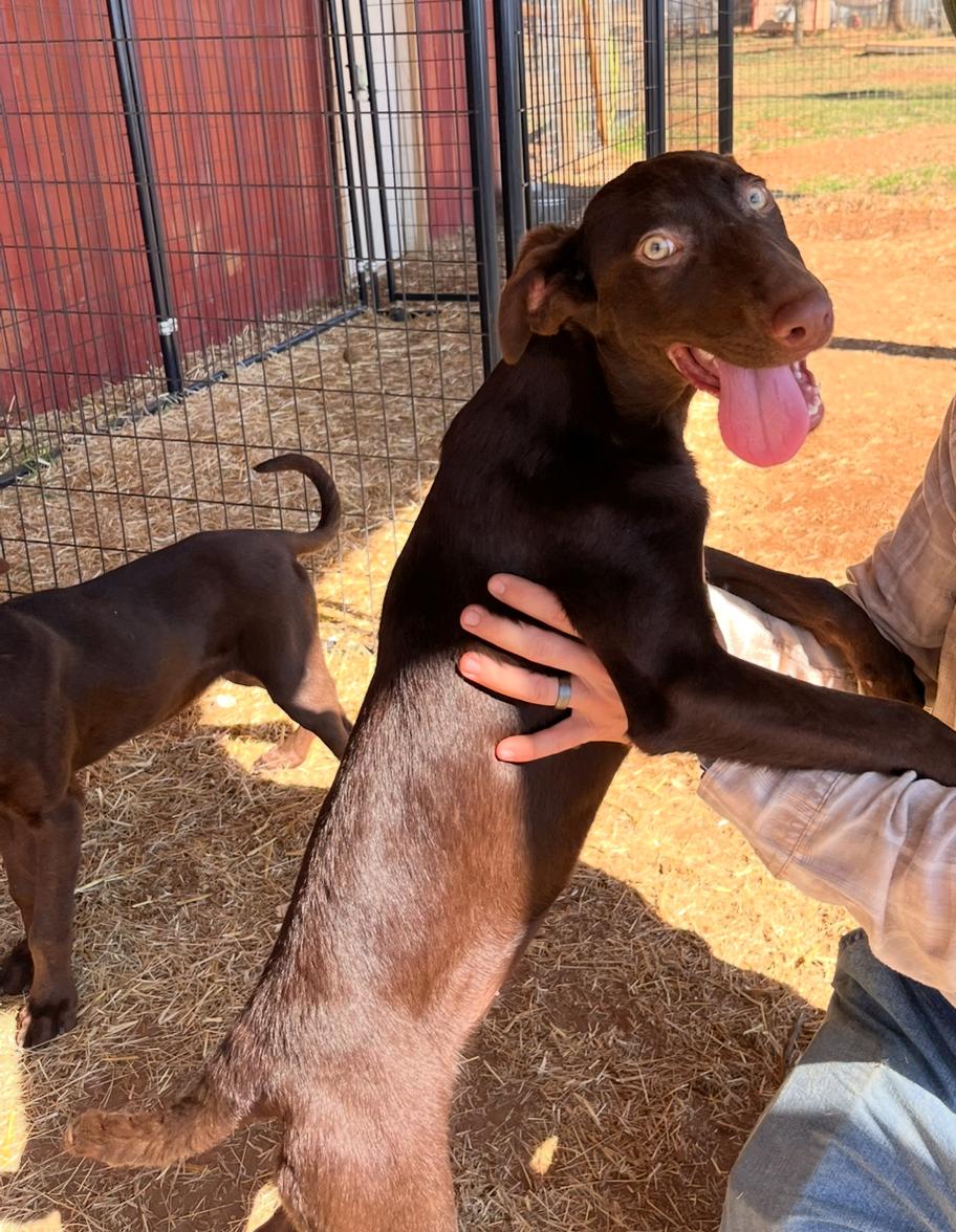 Enlarge Aria and Mia, a Adoptable mixed breed in Seguin, TX image 2/6