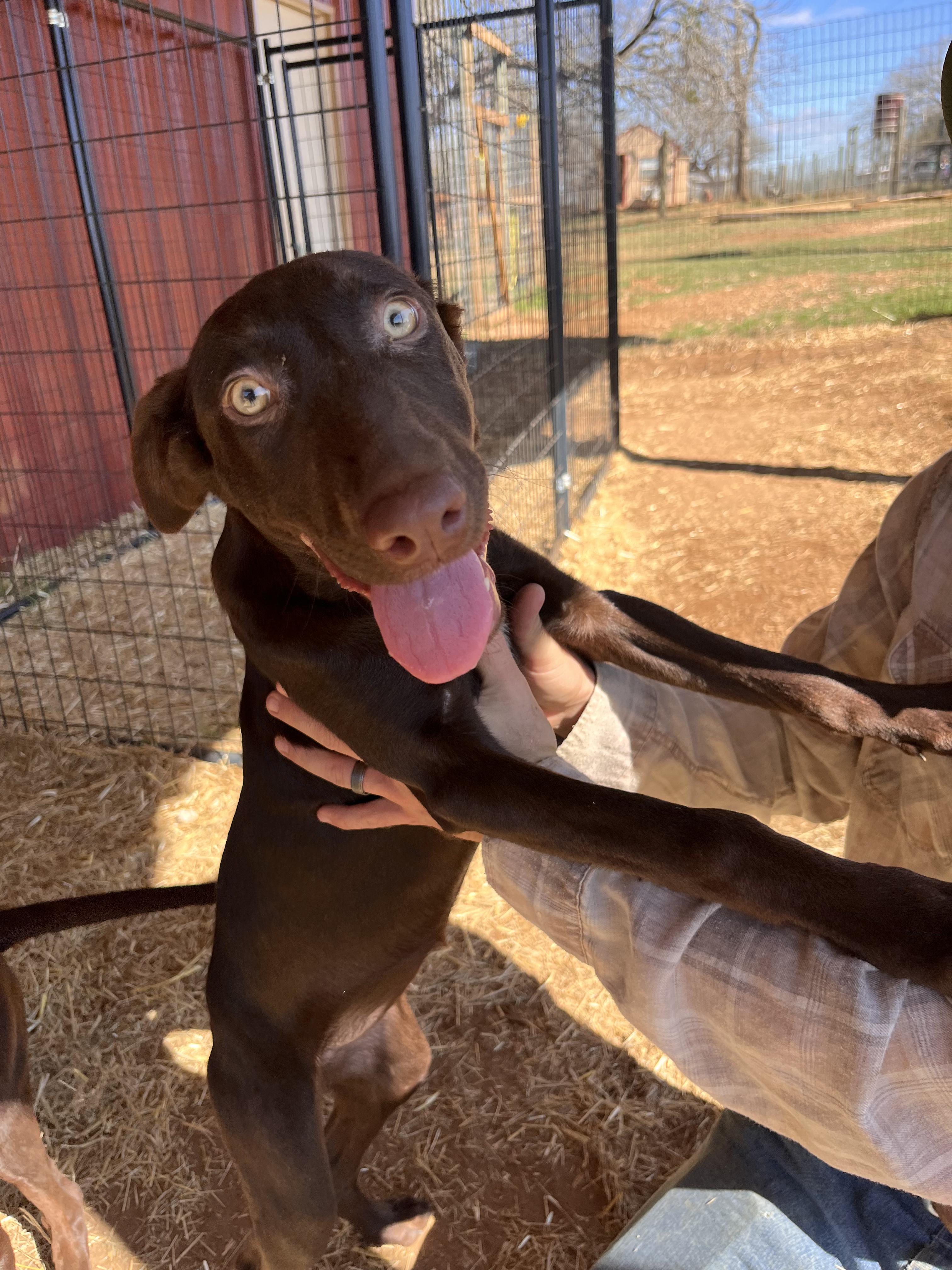 Enlarge Aria and Mia, a Adoptable mixed breed in Seguin, TX image 4/6
