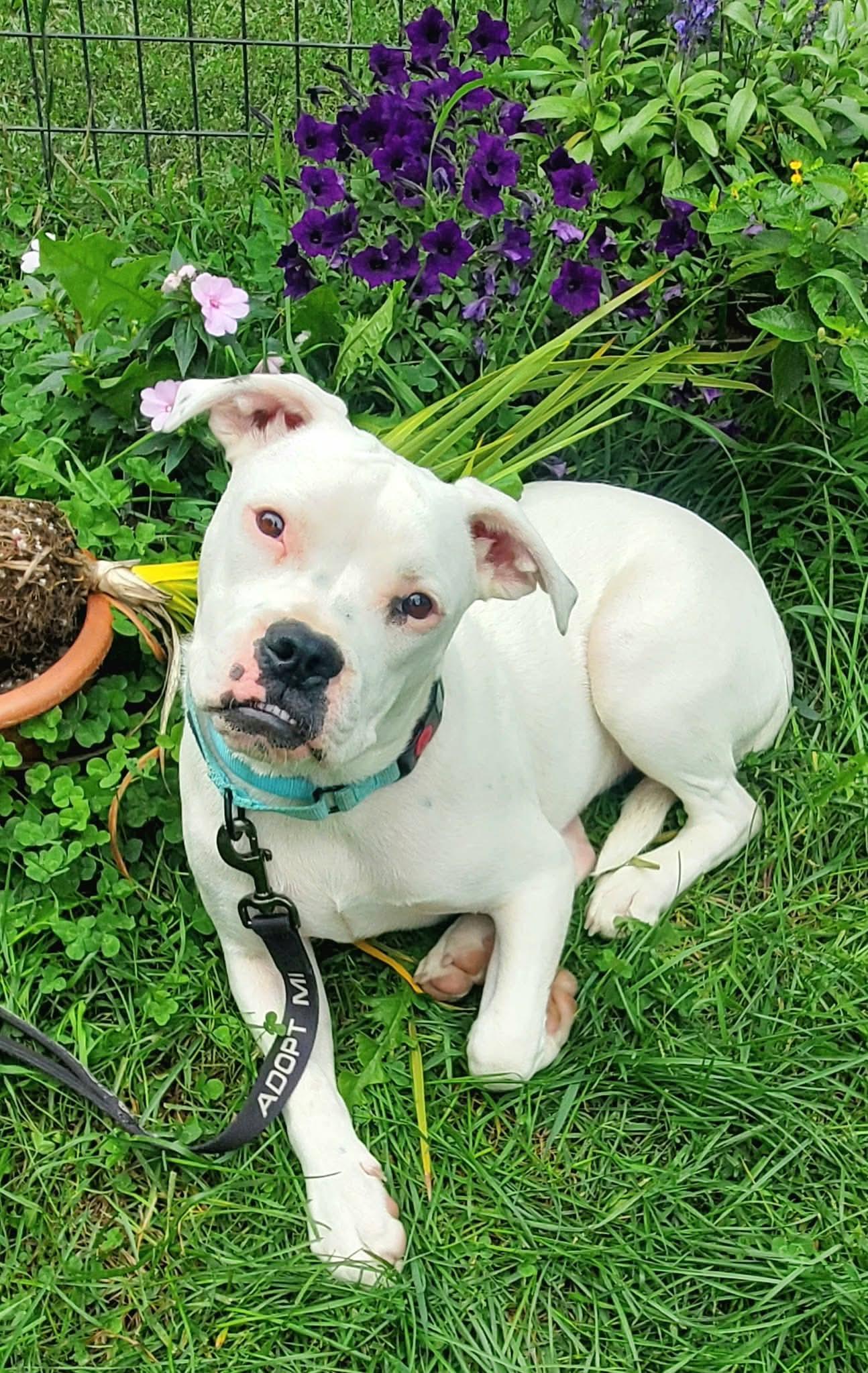 Zulu, a Adoptable mixed breed in Argyle, NY image 6/6