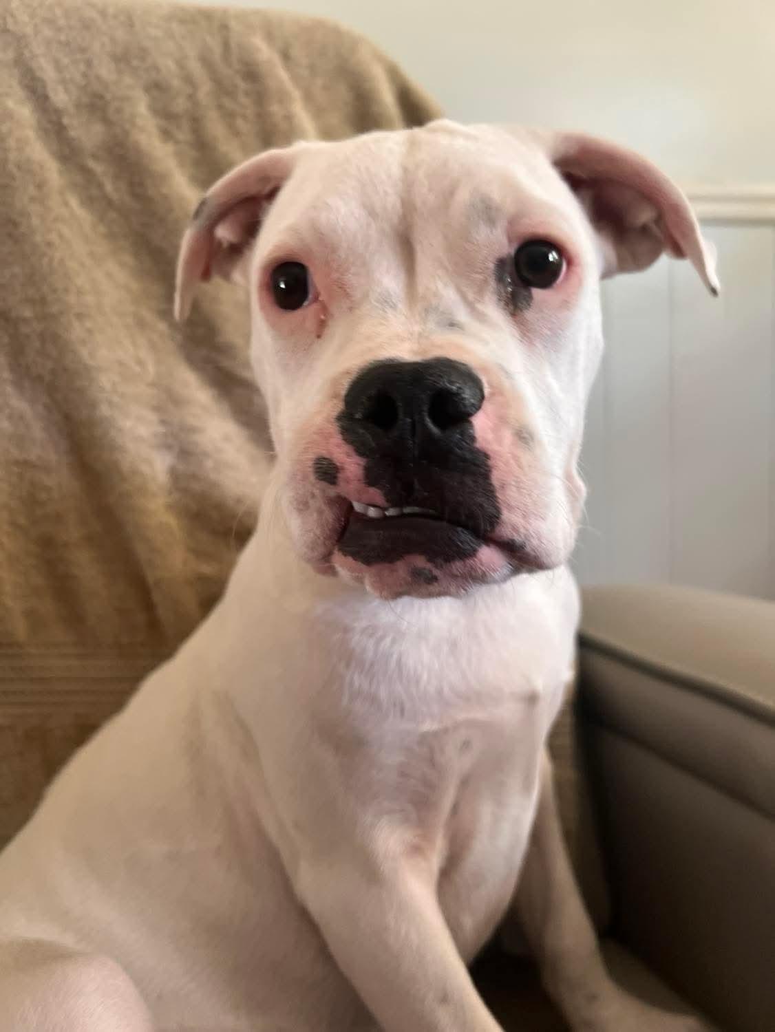 Zulu, Adoptable, Puppy Male Bulldog.