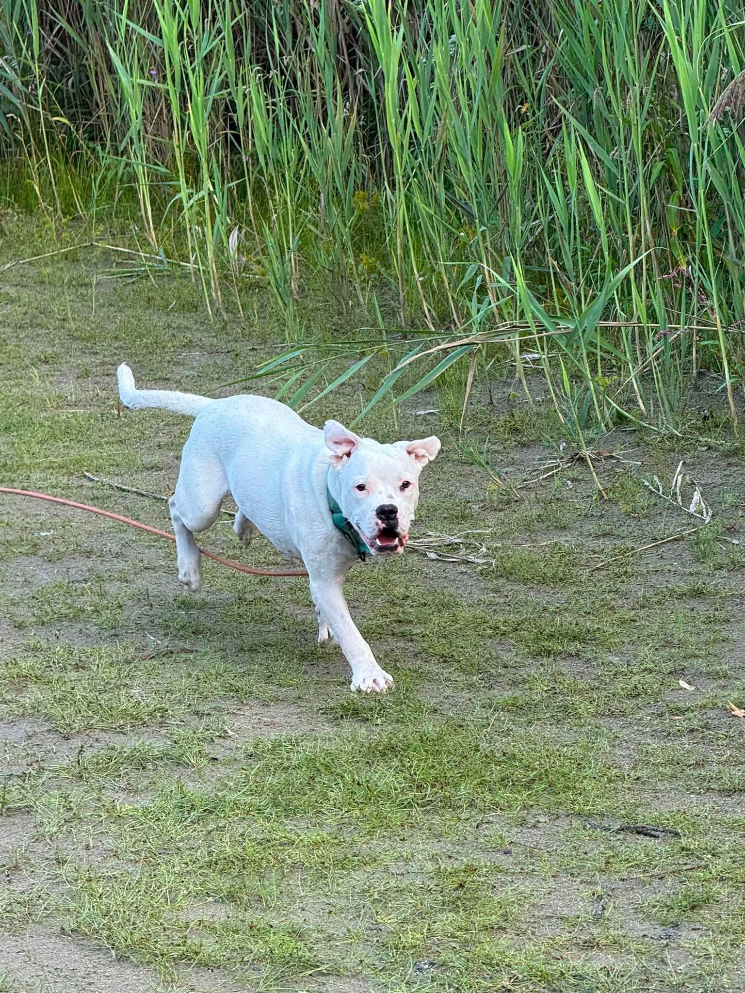 Zulu, a Adoptable mixed breed in Argyle, NY image 4/6
