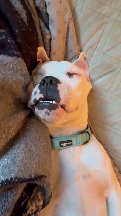 Enlarge Zulu, a Adoptable mixed breed in Argyle, NY video 5/6