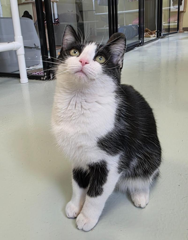 Enlarge Scottie, a Adopted mixed breed in Blountville, TN image 1/6