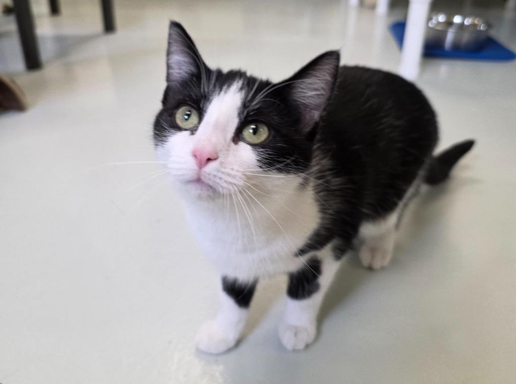 Enlarge Scottie, a Adopted mixed breed in Blountville, TN image 2/6