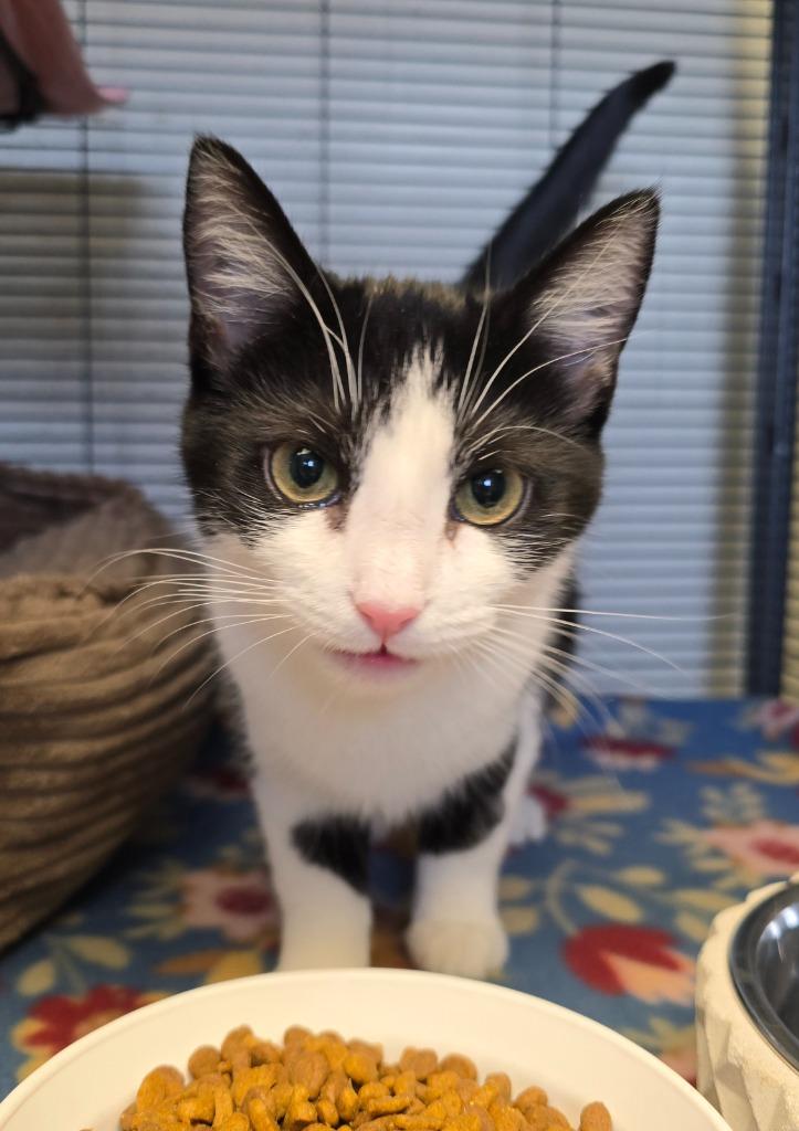 Enlarge Scottie, a Adopted mixed breed in Blountville, TN image 3/6