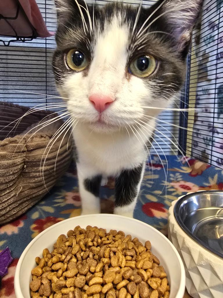 Enlarge Scottie, a Adopted mixed breed in Blountville, TN image 5/6