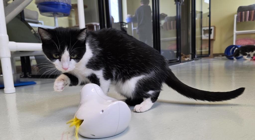 Enlarge Scottie, a Adopted mixed breed in Blountville, TN image 6/6