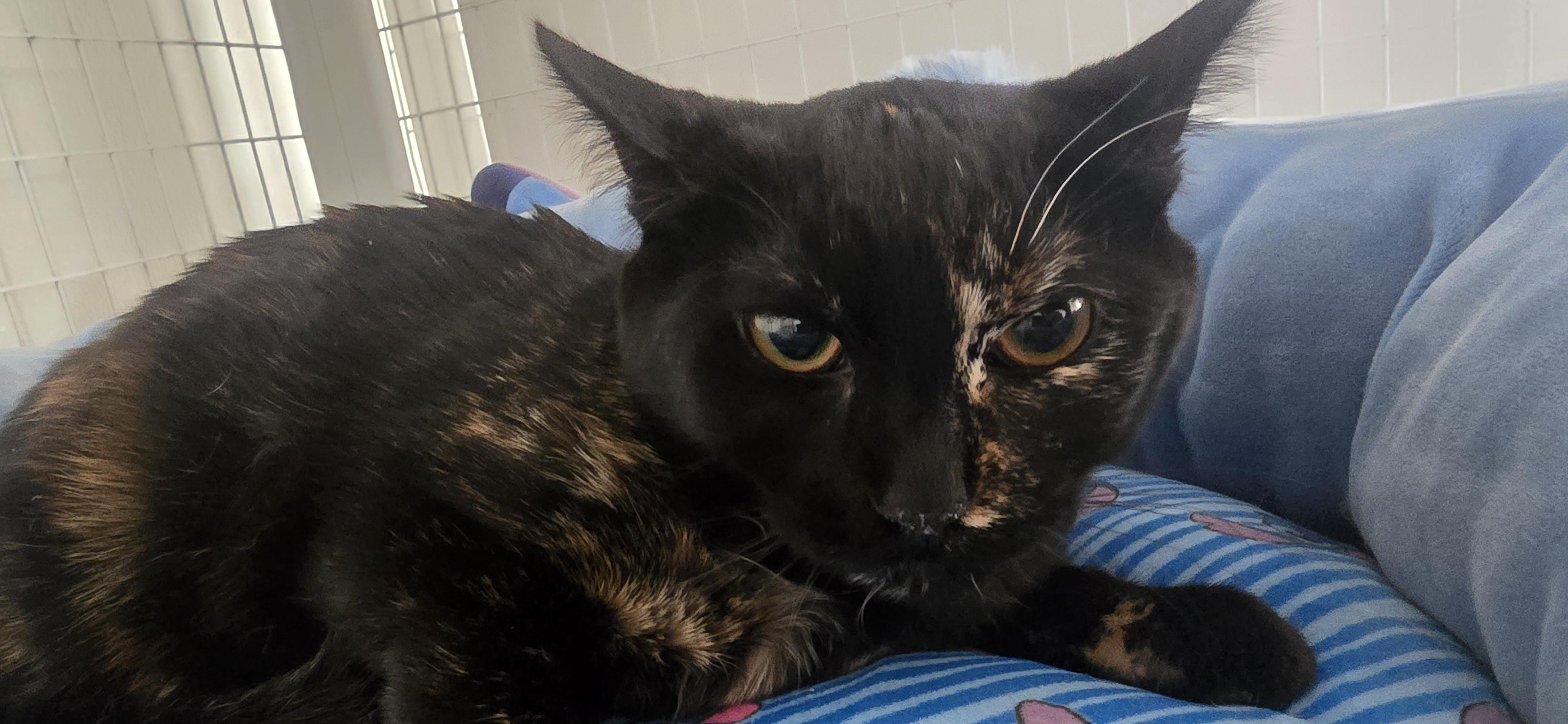 Maizie, ADOPTABLE, Young Female Domestic Short Hair.