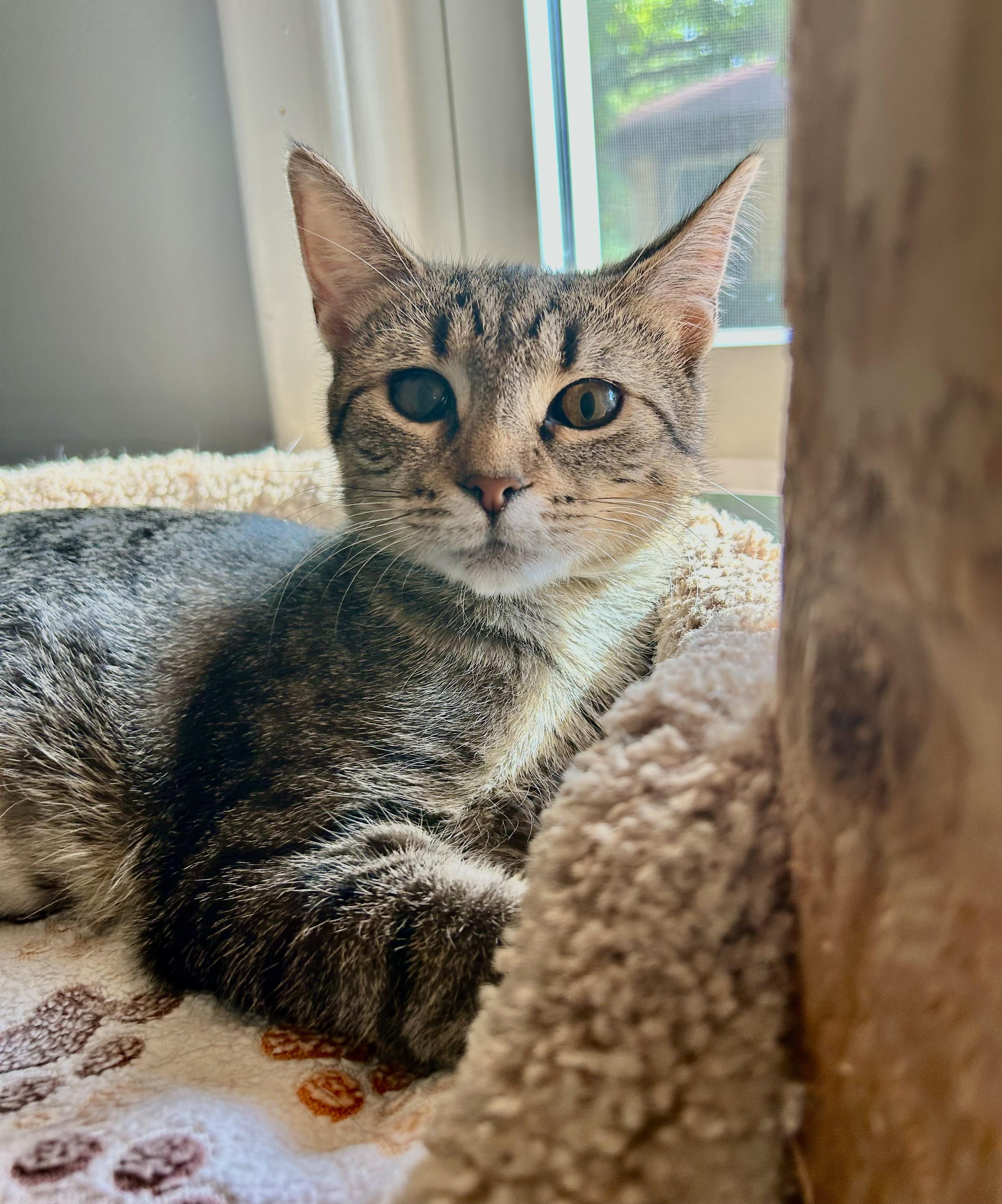 Enlarge Priscilla, a Adoptable Tabby in Grand Rapids, MI image 2/6
