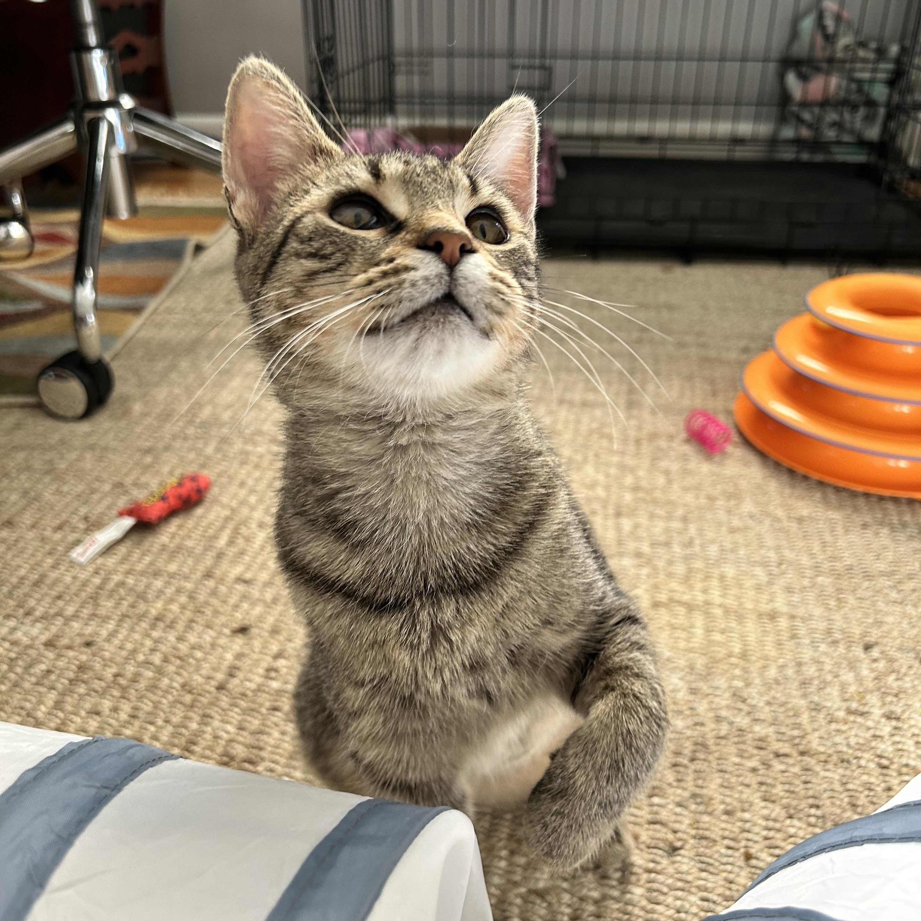 Enlarge Priscilla, a Adoptable Tabby in Grand Rapids, MI image 6/6