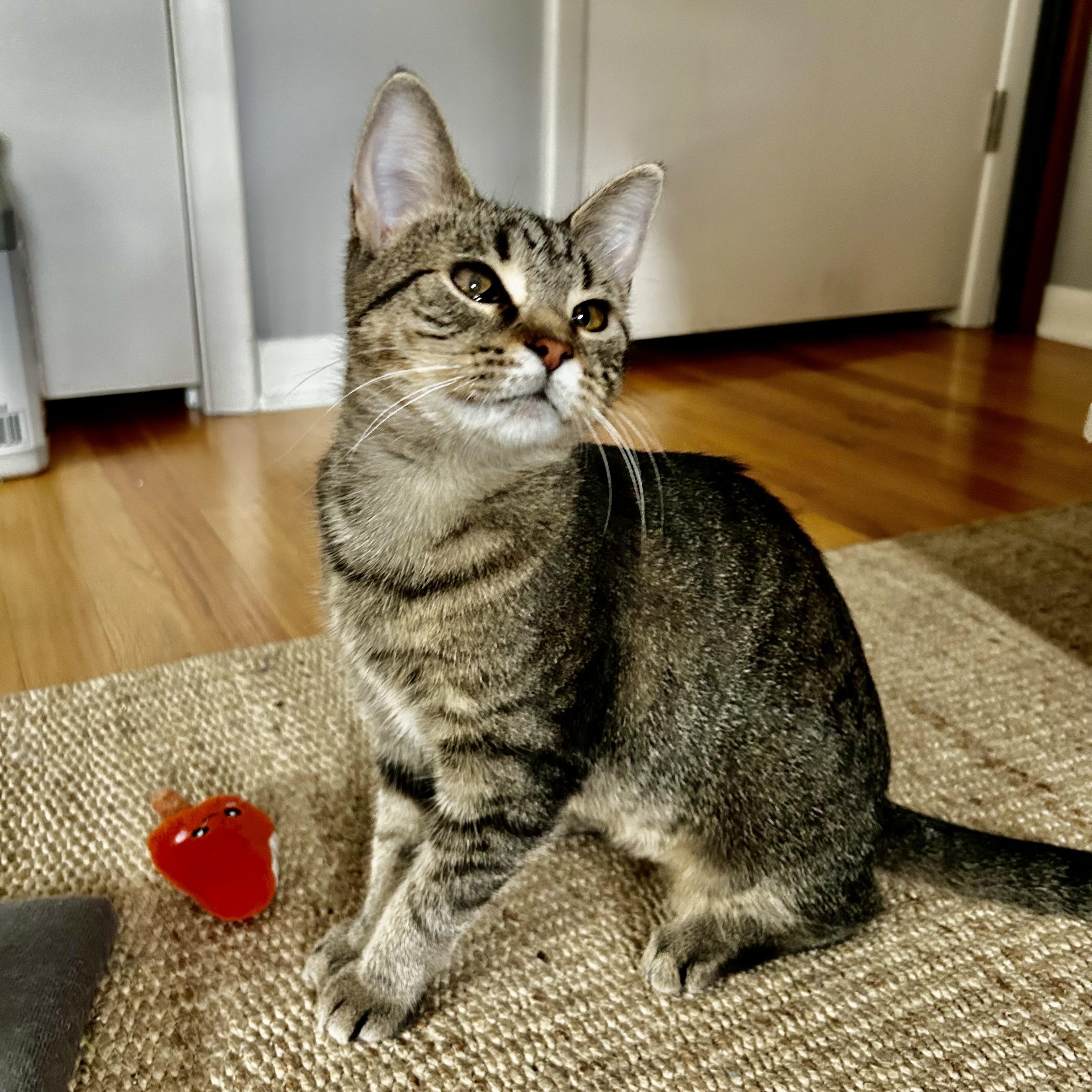 Enlarge Priscilla, a Adoptable Tabby in Grand Rapids, MI image 3/6