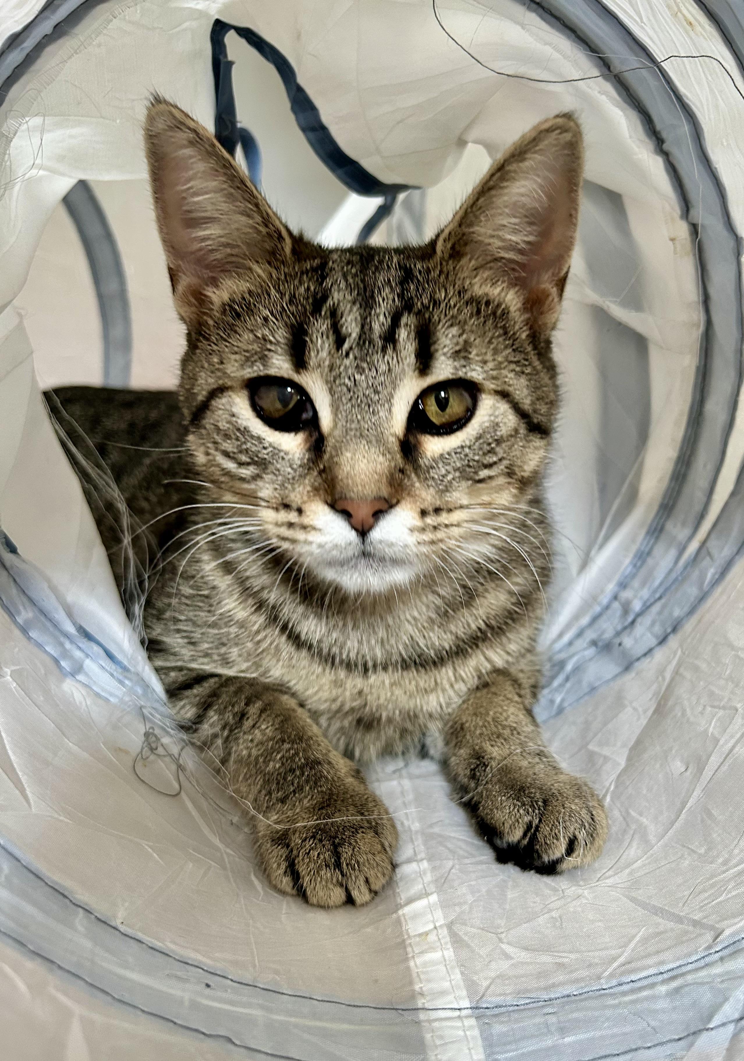 Priscilla, Adoptable, Kitten Female Tabby.