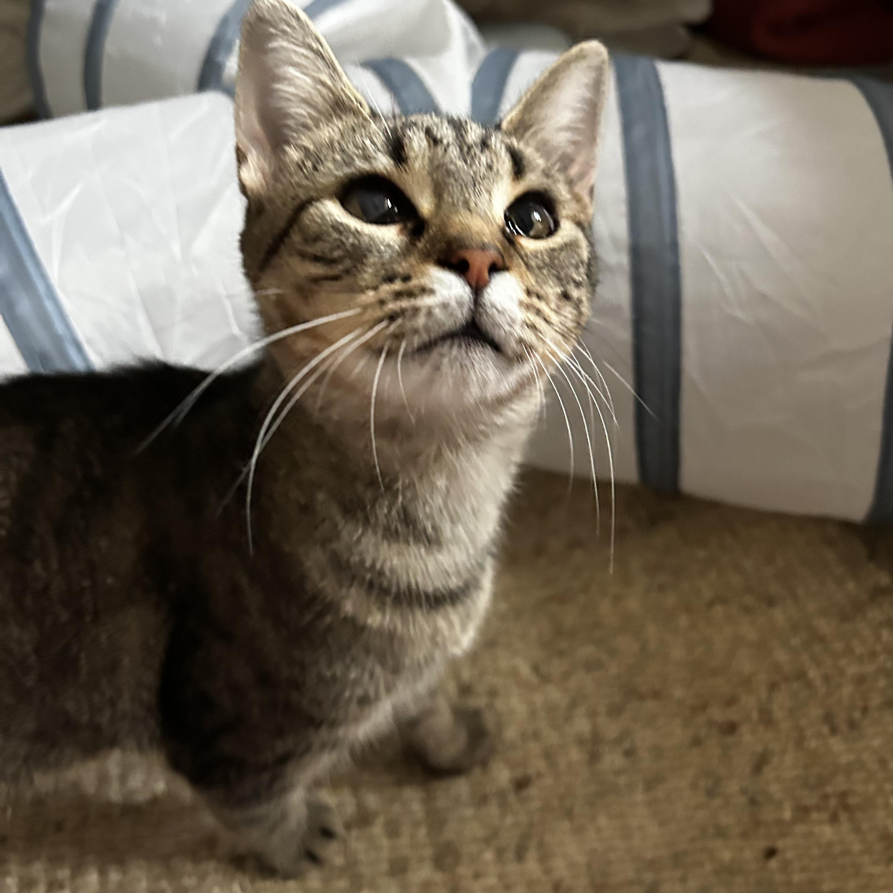 Enlarge Priscilla, a Adoptable Tabby in Grand Rapids, MI image 5/6