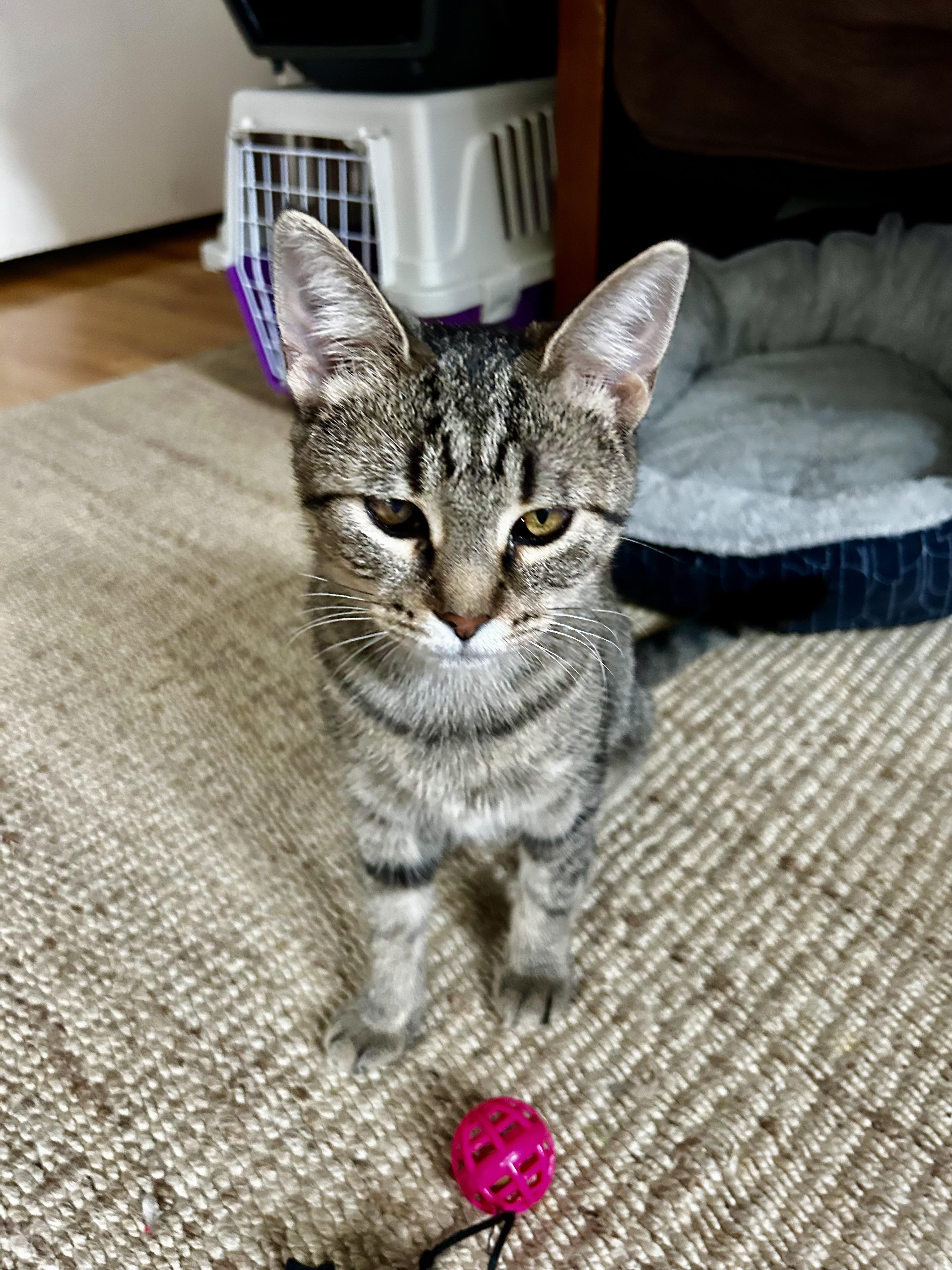 Enlarge Priscilla, a Adoptable Tabby in Grand Rapids, MI image 4/6